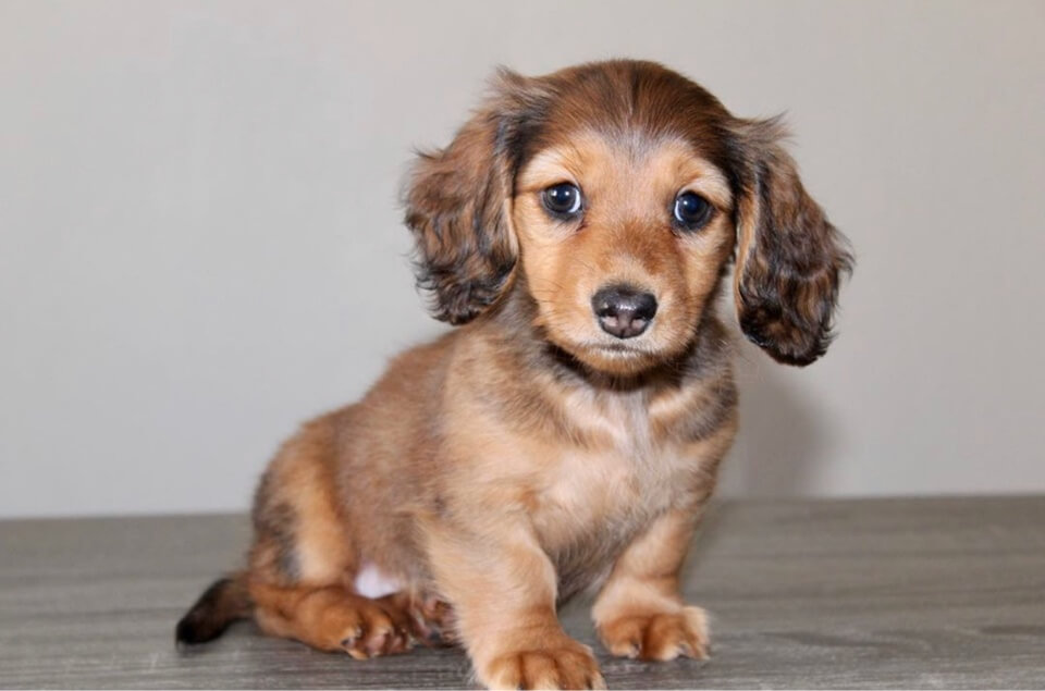 Sable Dachshund Your Ultimate Guide To The Breed