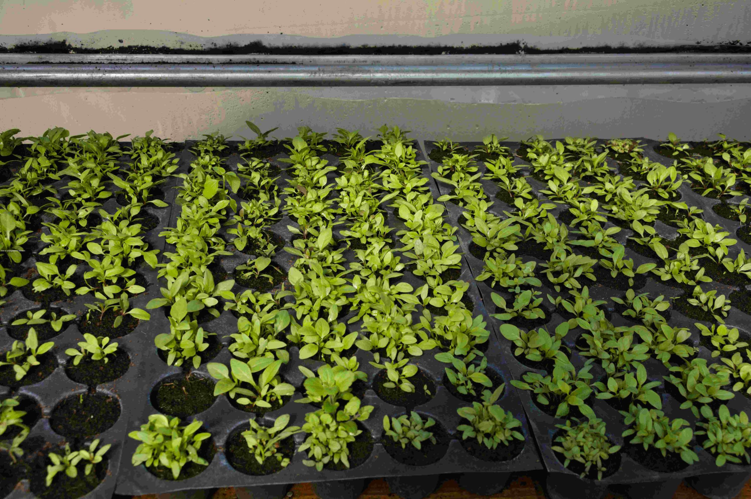 Cultivated Plants