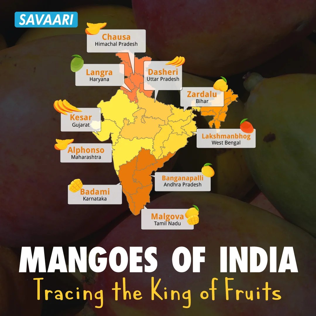 Mangoes of India Tracing the king of fruits