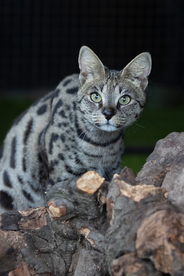 Our Savannah cats Cattery Savannah Jungle