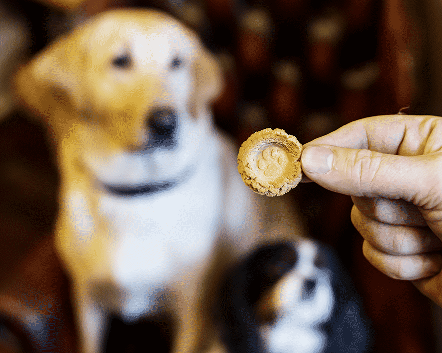 Pets in the City Savannah, GA