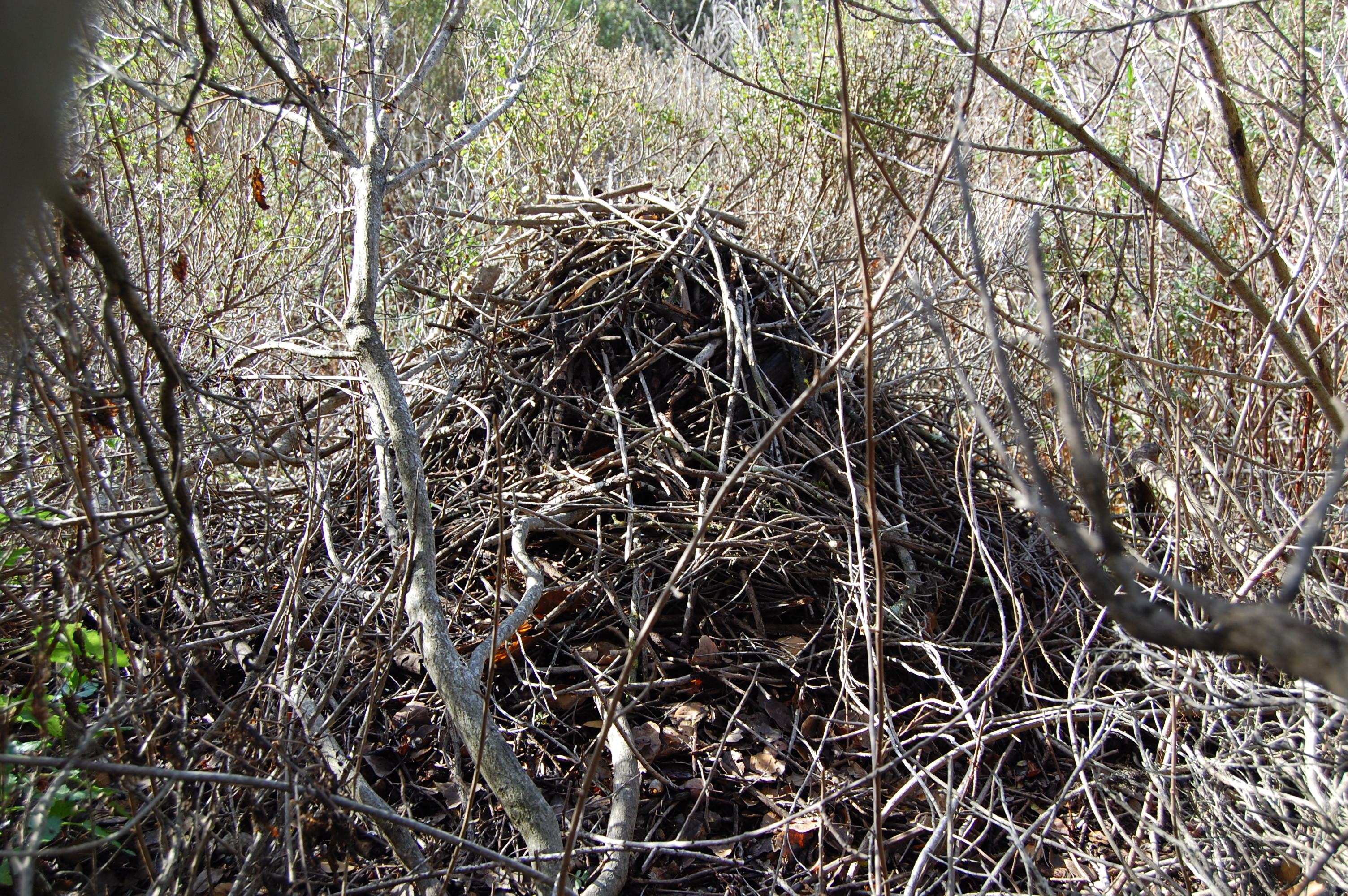 Rat Rat Nest