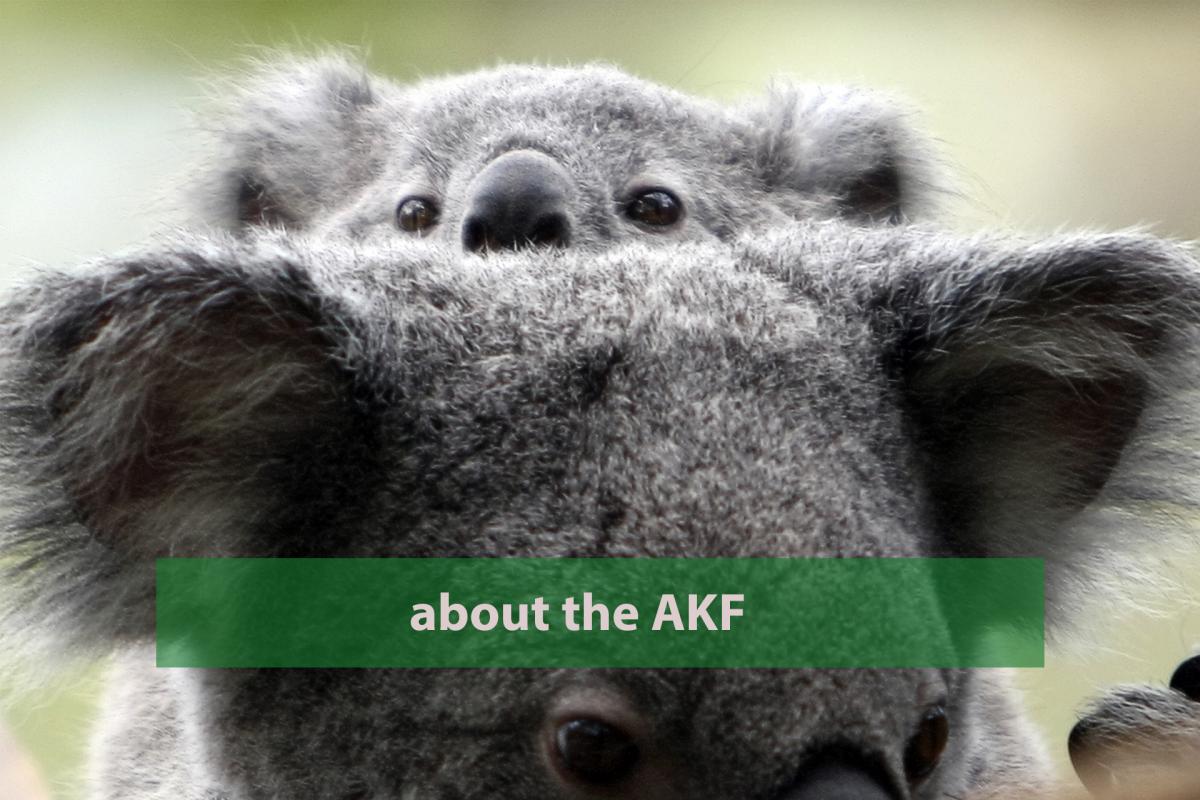 About Australian Koala Foundation
