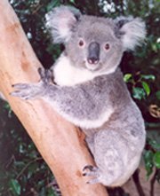 Physical Characteristics Of The Koala Australian Koala Foundation