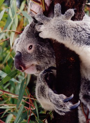 Physical Characteristics Of The Koala Australian Koala Foundation