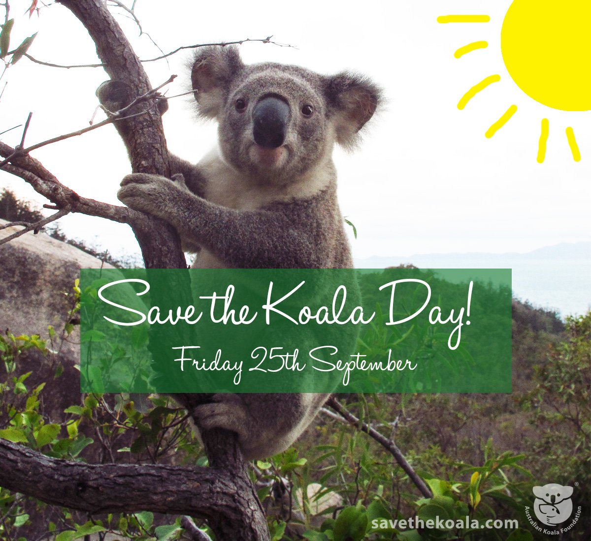This Friday is Save The Koala Day! (25/09/15) Australian Koala Foundation