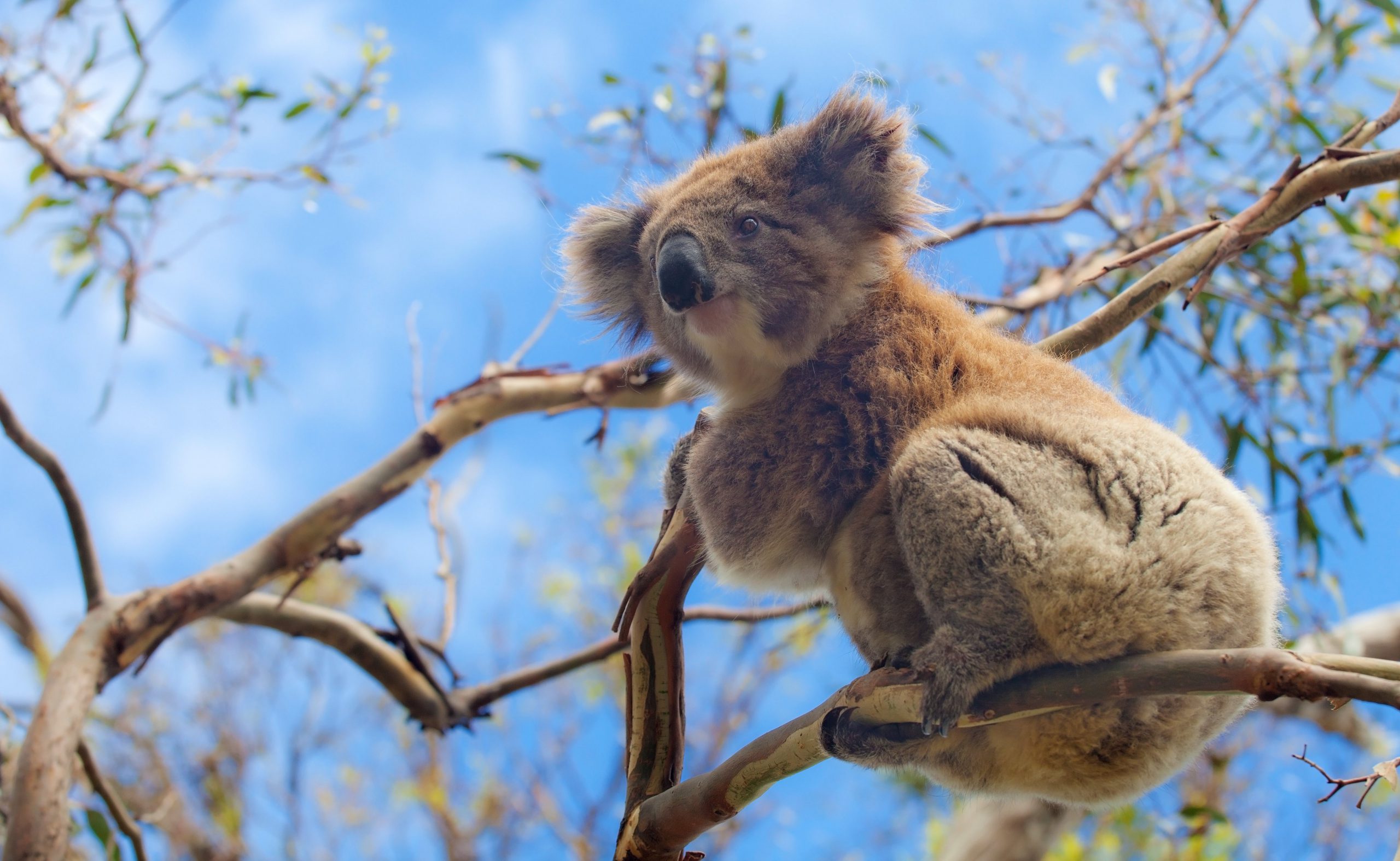 Koalas back in Kembla Australian Koala Foundation