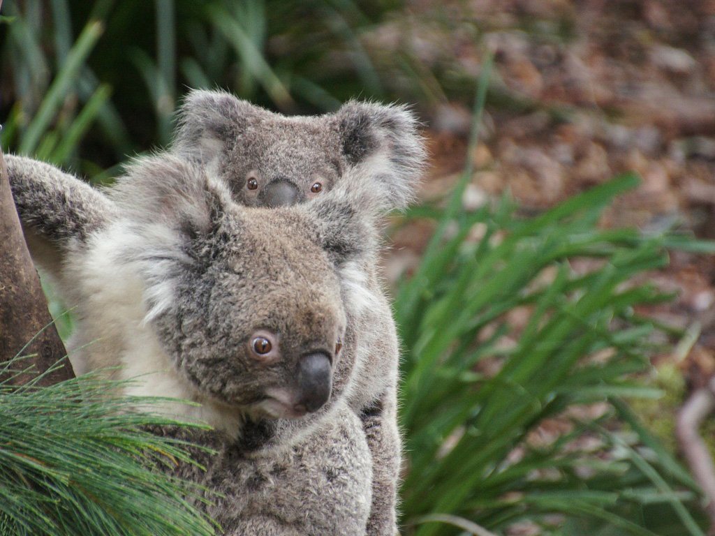Interesting Facts Australian Koala Foundation