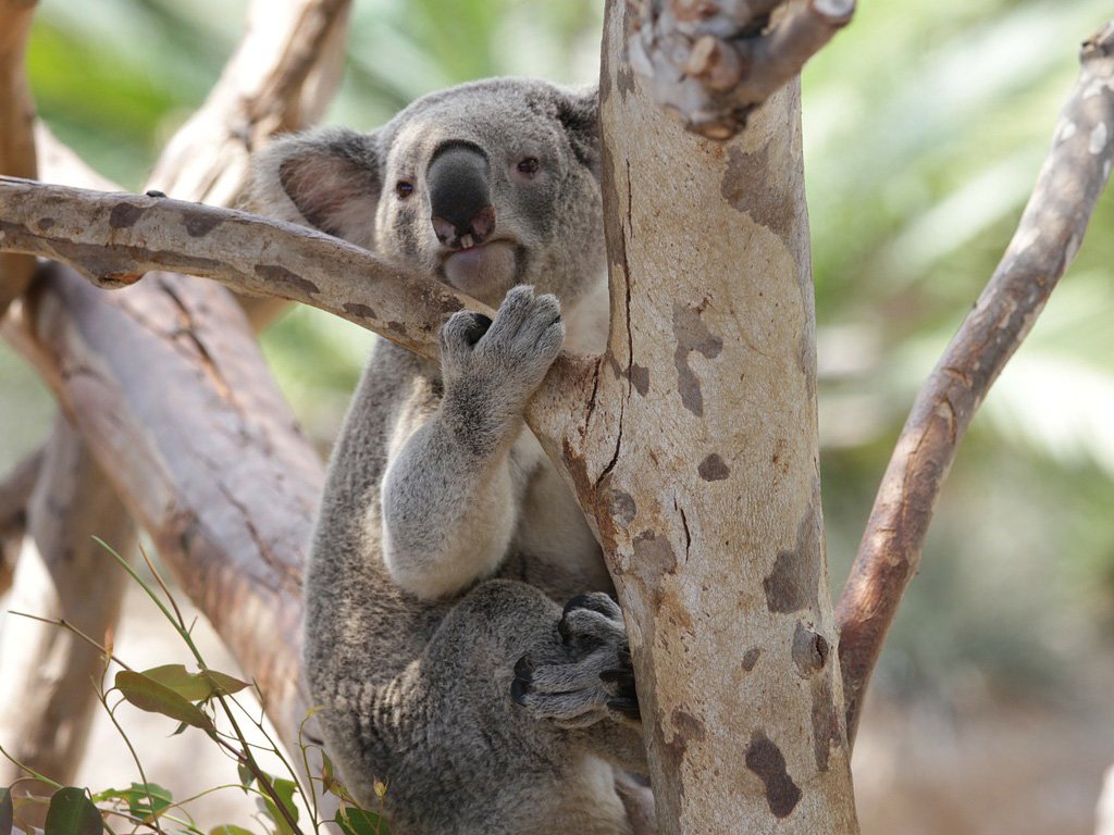 Interesting Facts Australian Koala Foundation