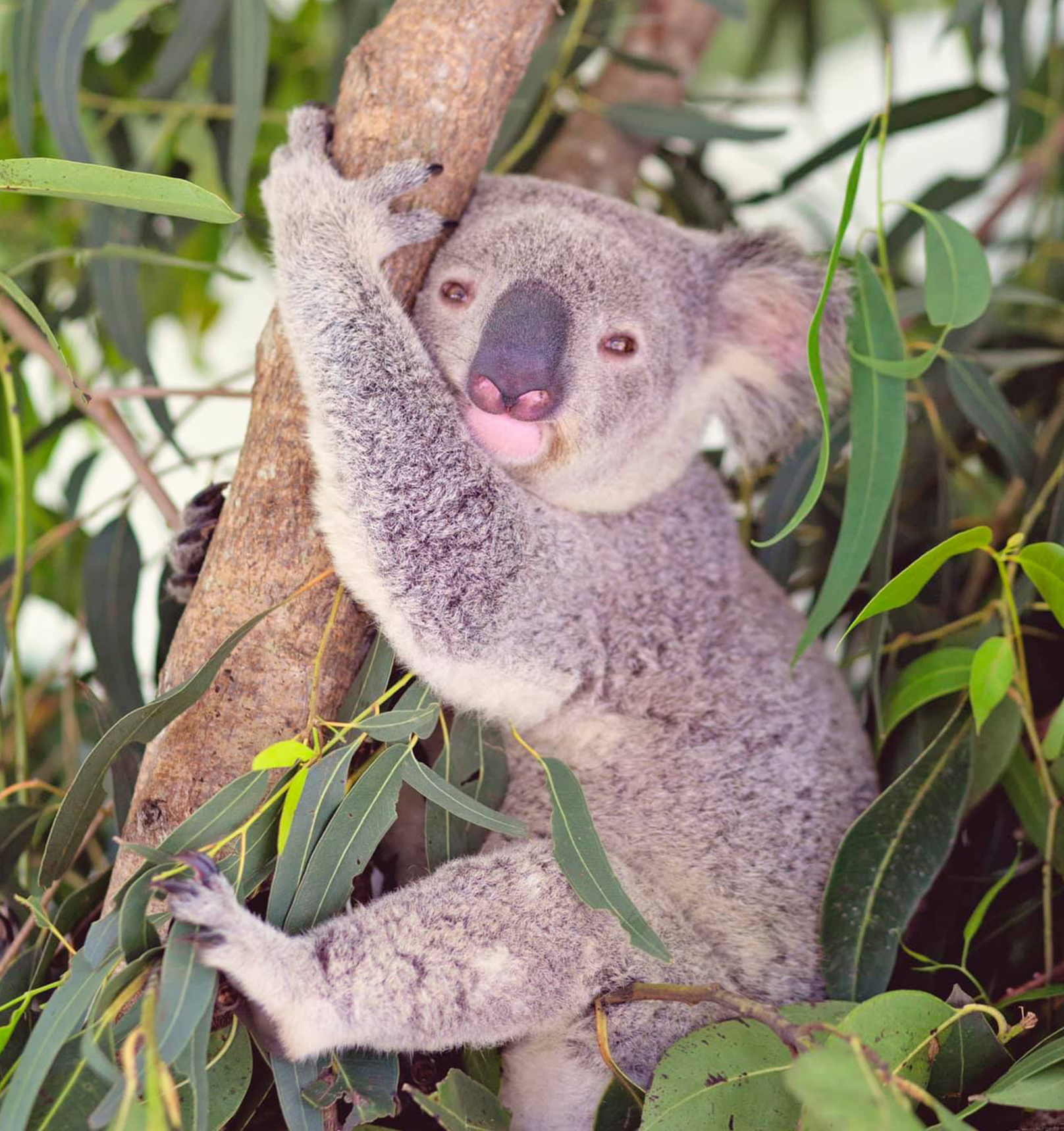 Adopt Arlo Australian Koala Foundation