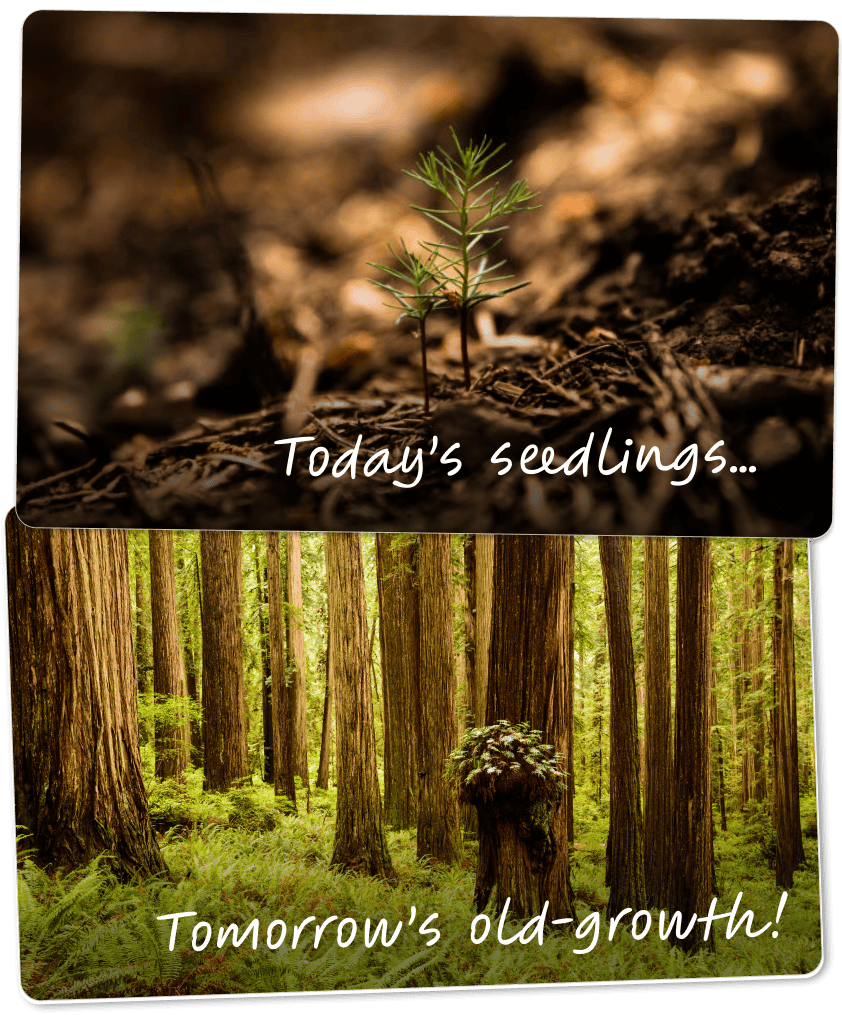 Redwoods eCards Save the Redwoods League