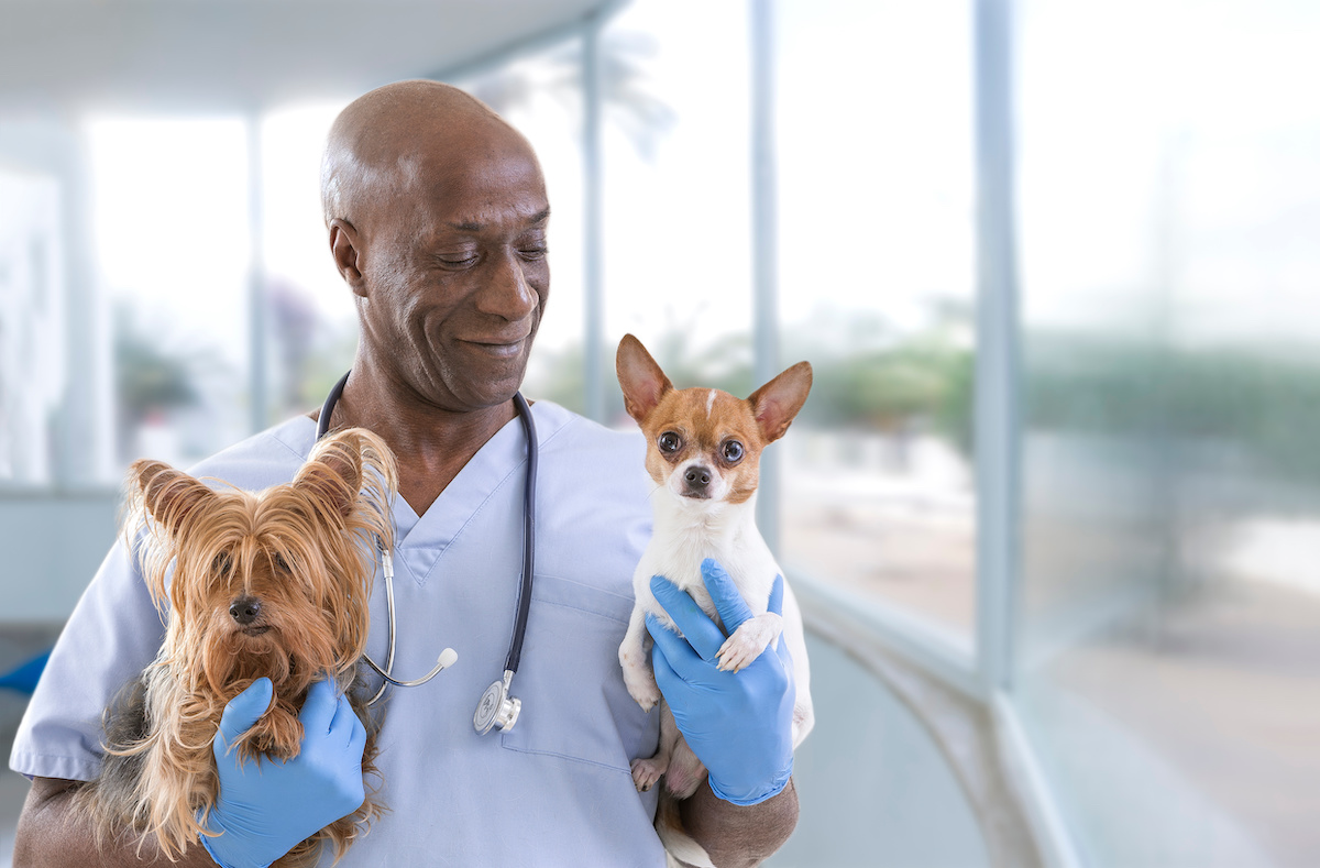 How to Treat Your Dog’s Diarrhea and Digestion Problems