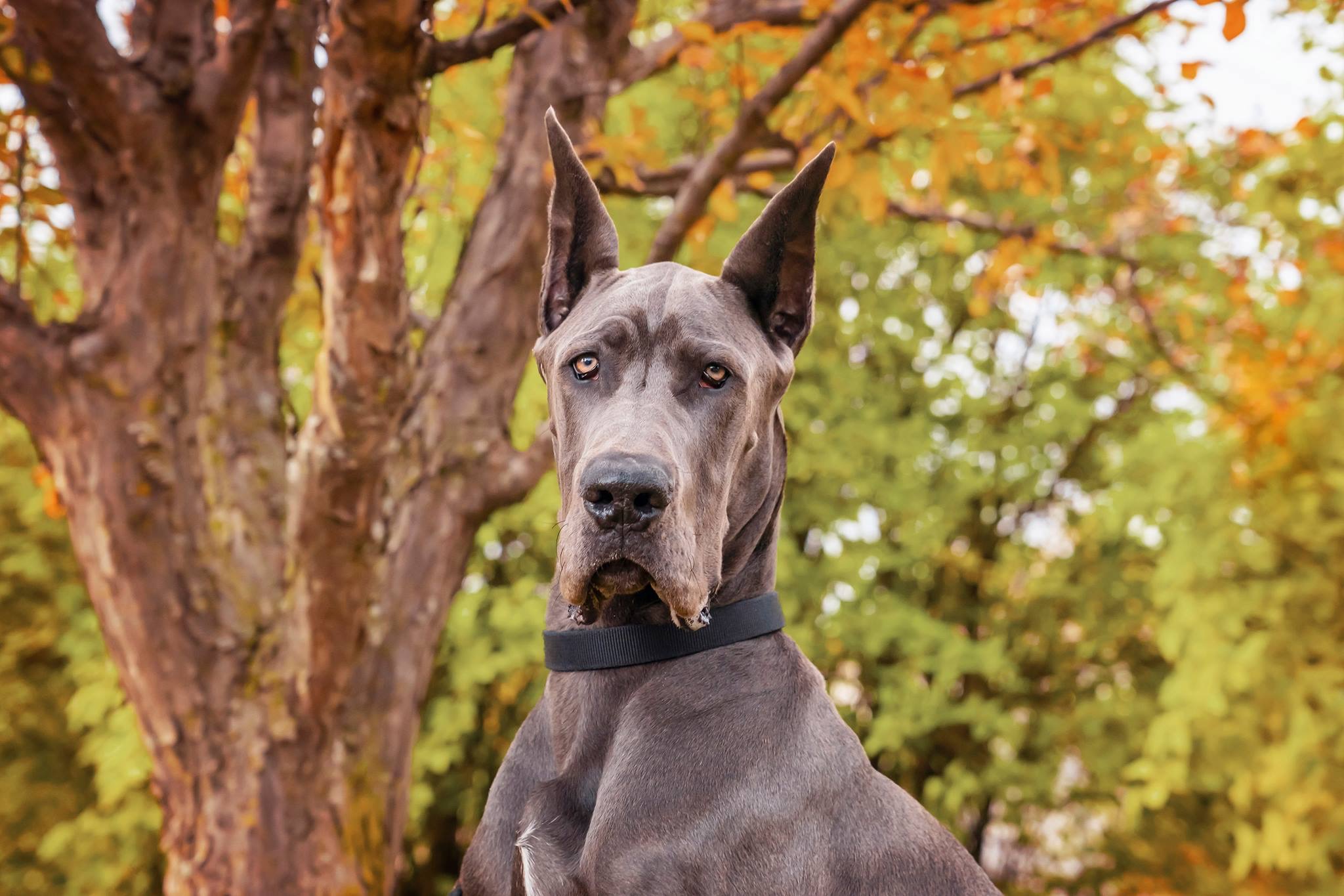 How Much Does It Cost To Feed A Great Dane