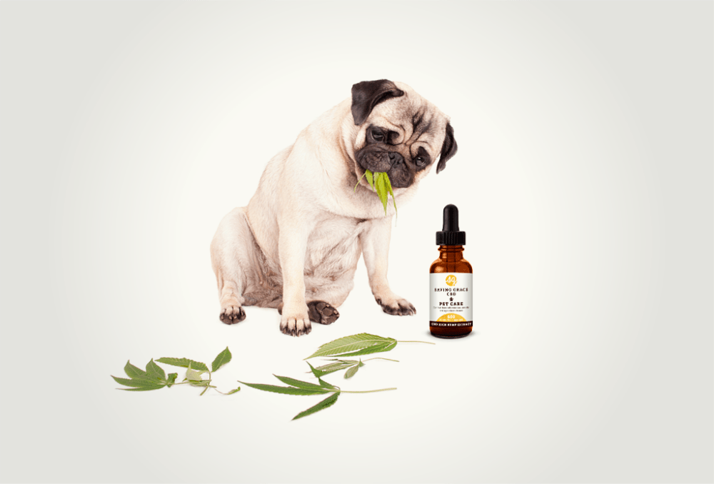 CBD Oil For Anxiety Calm Your Anxious Dog? Just Loving My Dogs