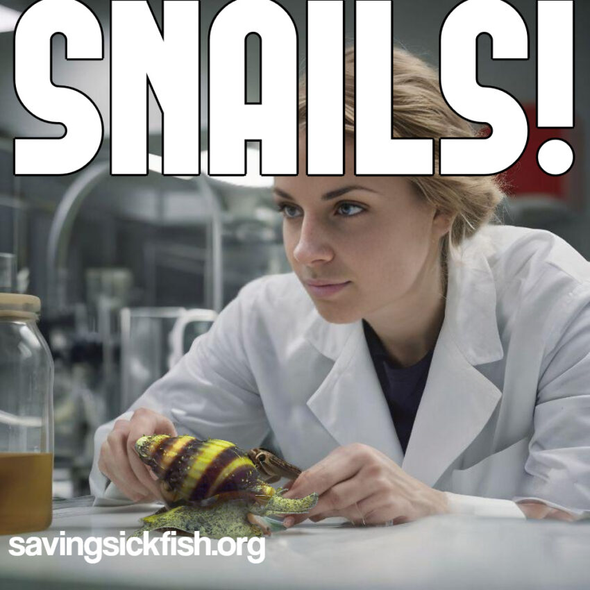 Pond Snails are Killing My Filter! How to Get Rid of Pond Snails