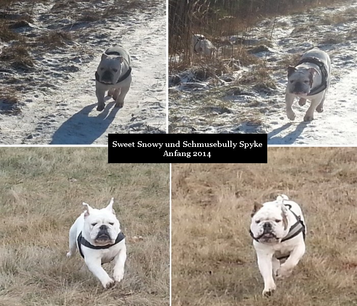 Archiv Ernaehrung / Englische Bulldogge