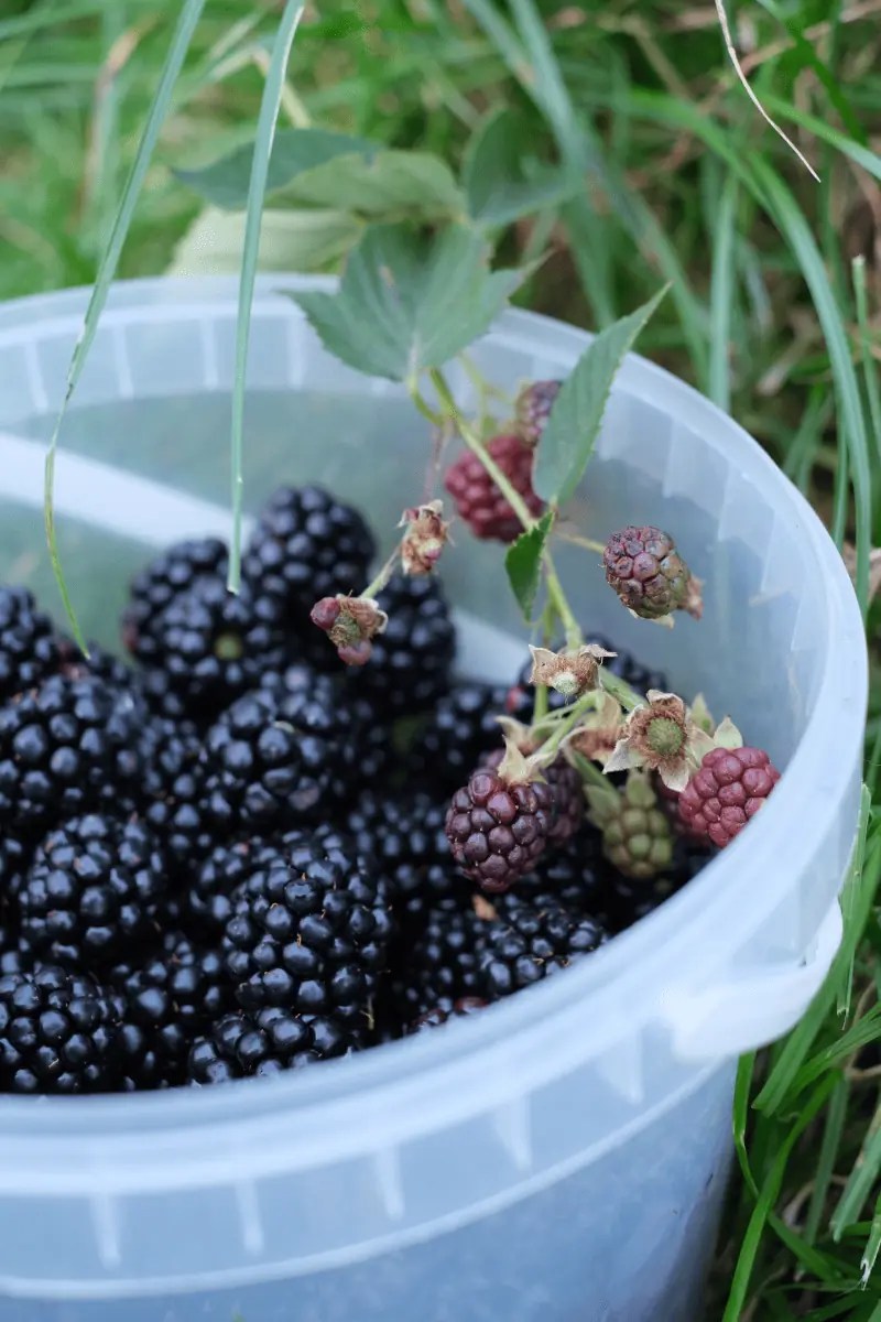 How to Store Blackberries