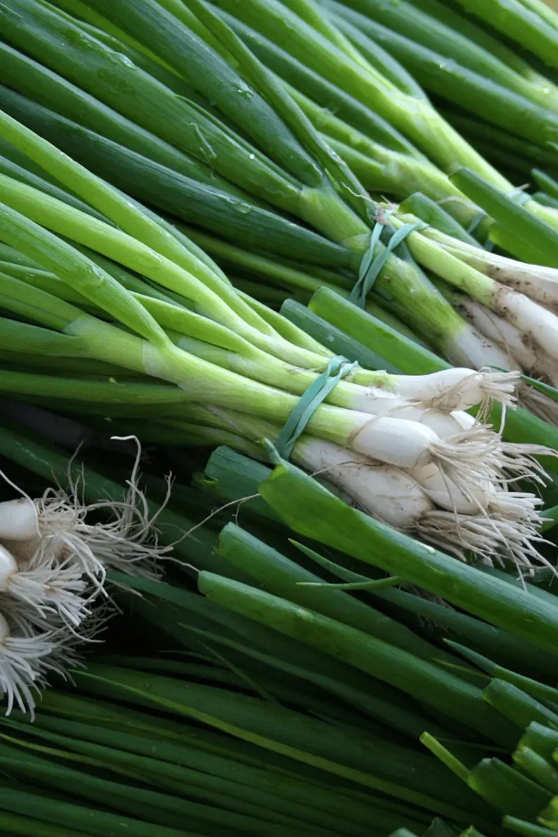 How to Store Green Onions