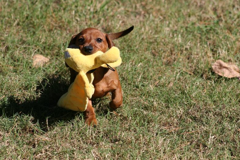 SavvyDee's Dachshunds Dachshund Studs Searcy, AR 72143