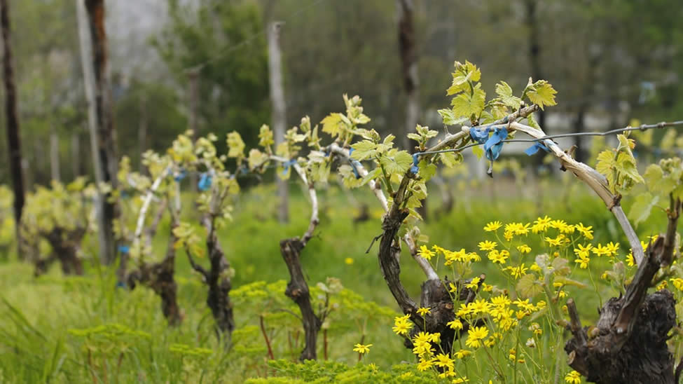 The World’s Top 10 Amazing Wine Destinations For 2021 SayEducate