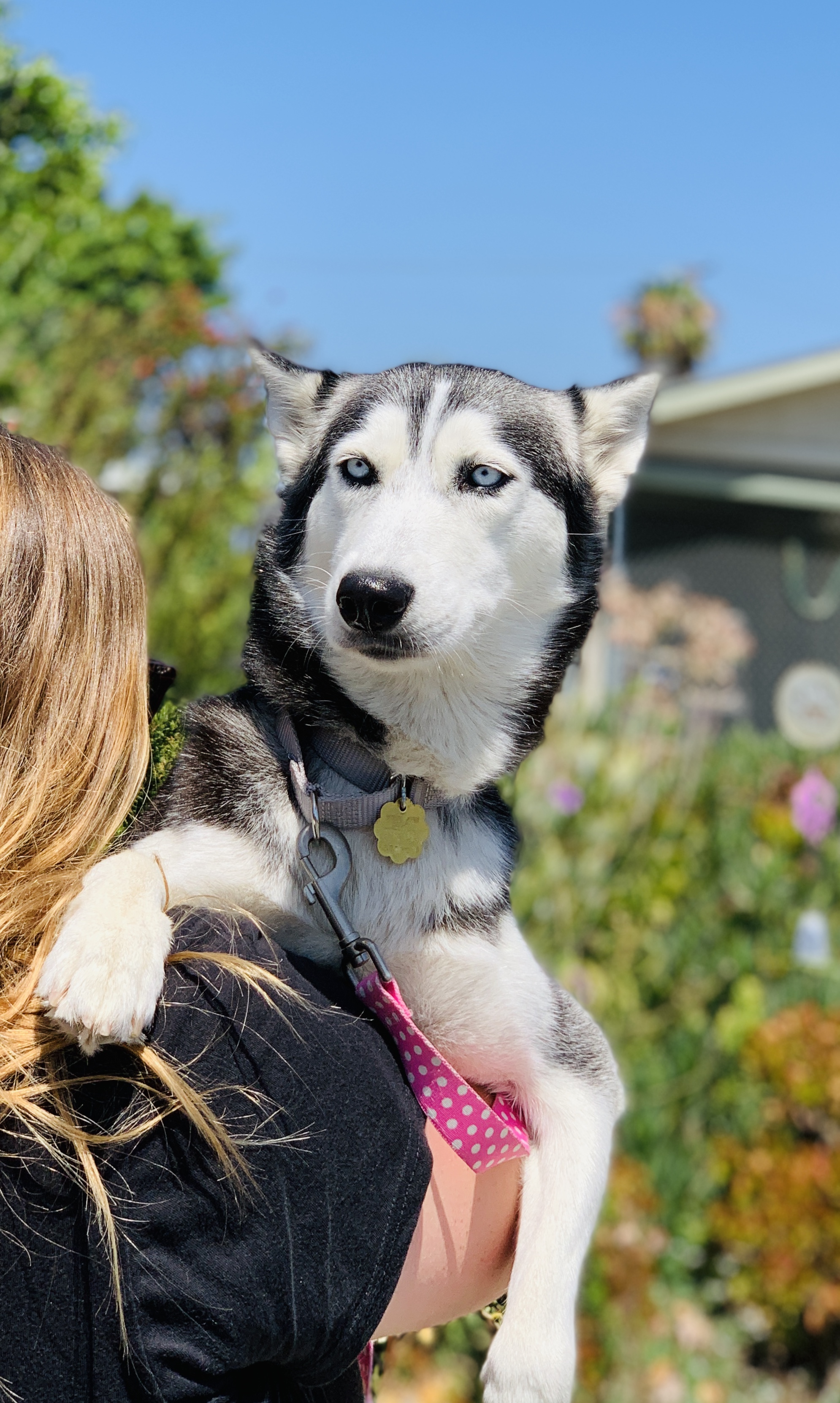 Eloise Seal Beach Animal Care Center