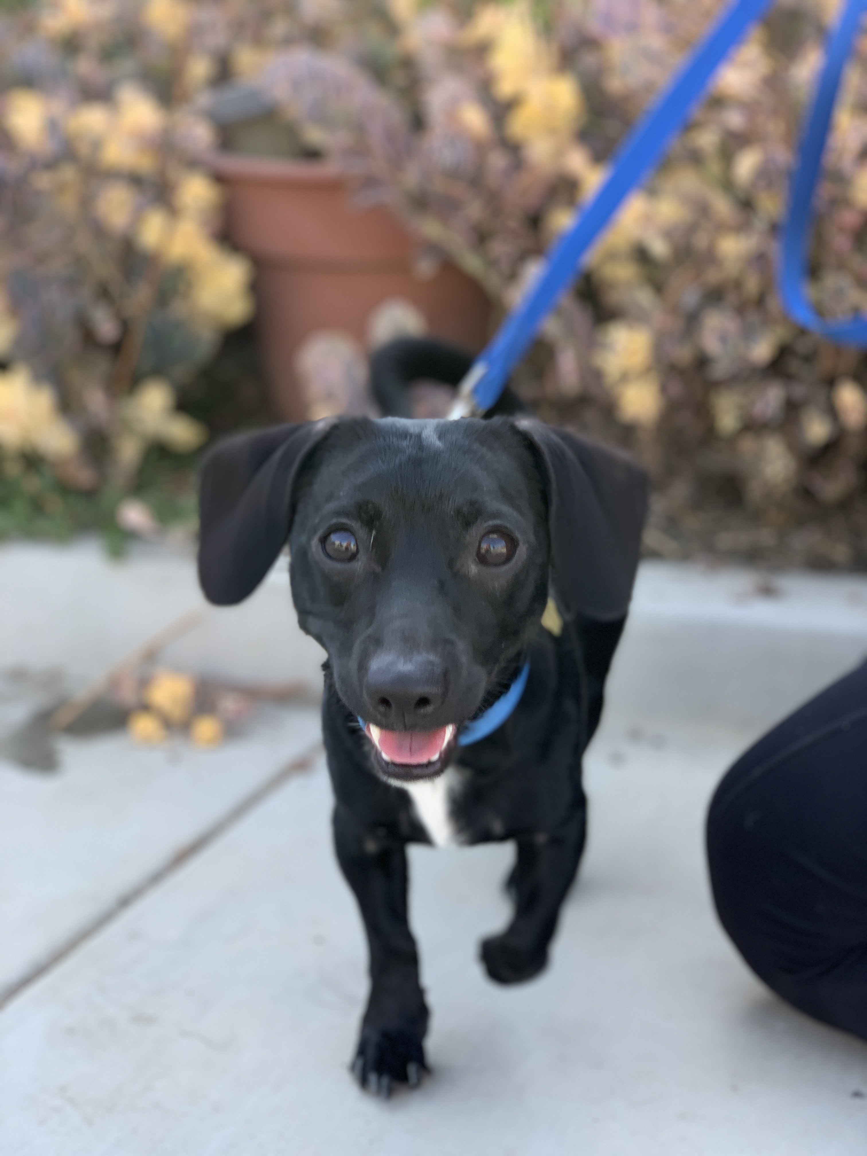 Louie Seal Beach Animal Care Center
