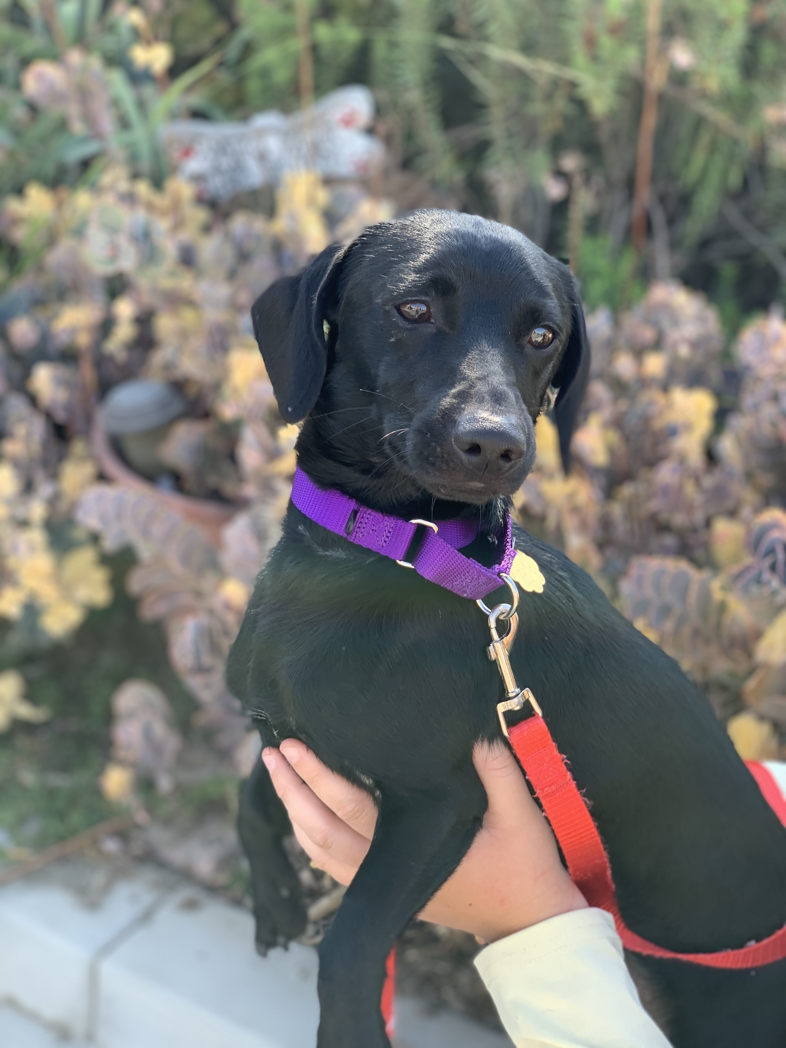 Huey Seal Beach Animal Care Center