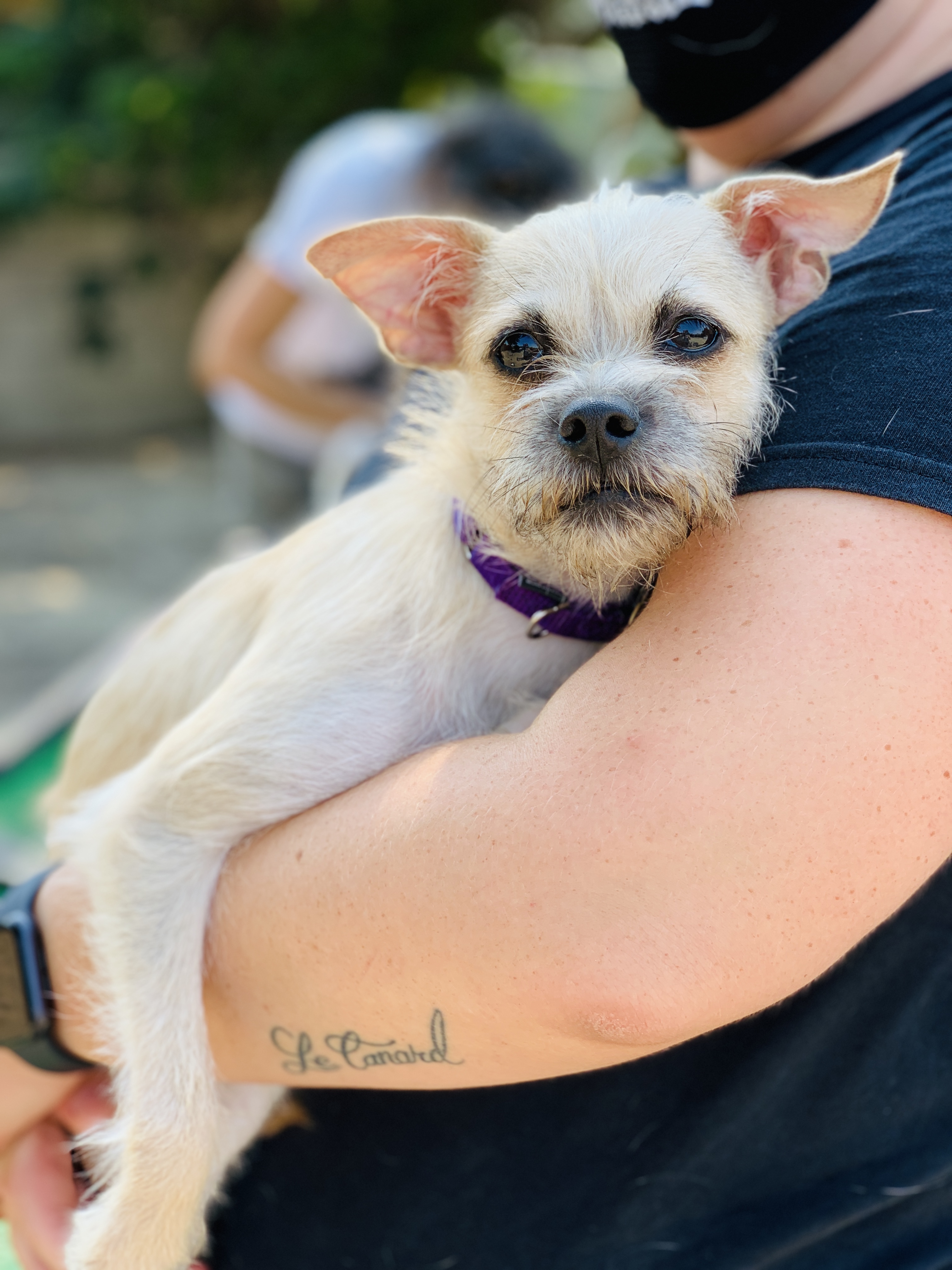 Ingrid Seal Beach Animal Care Center