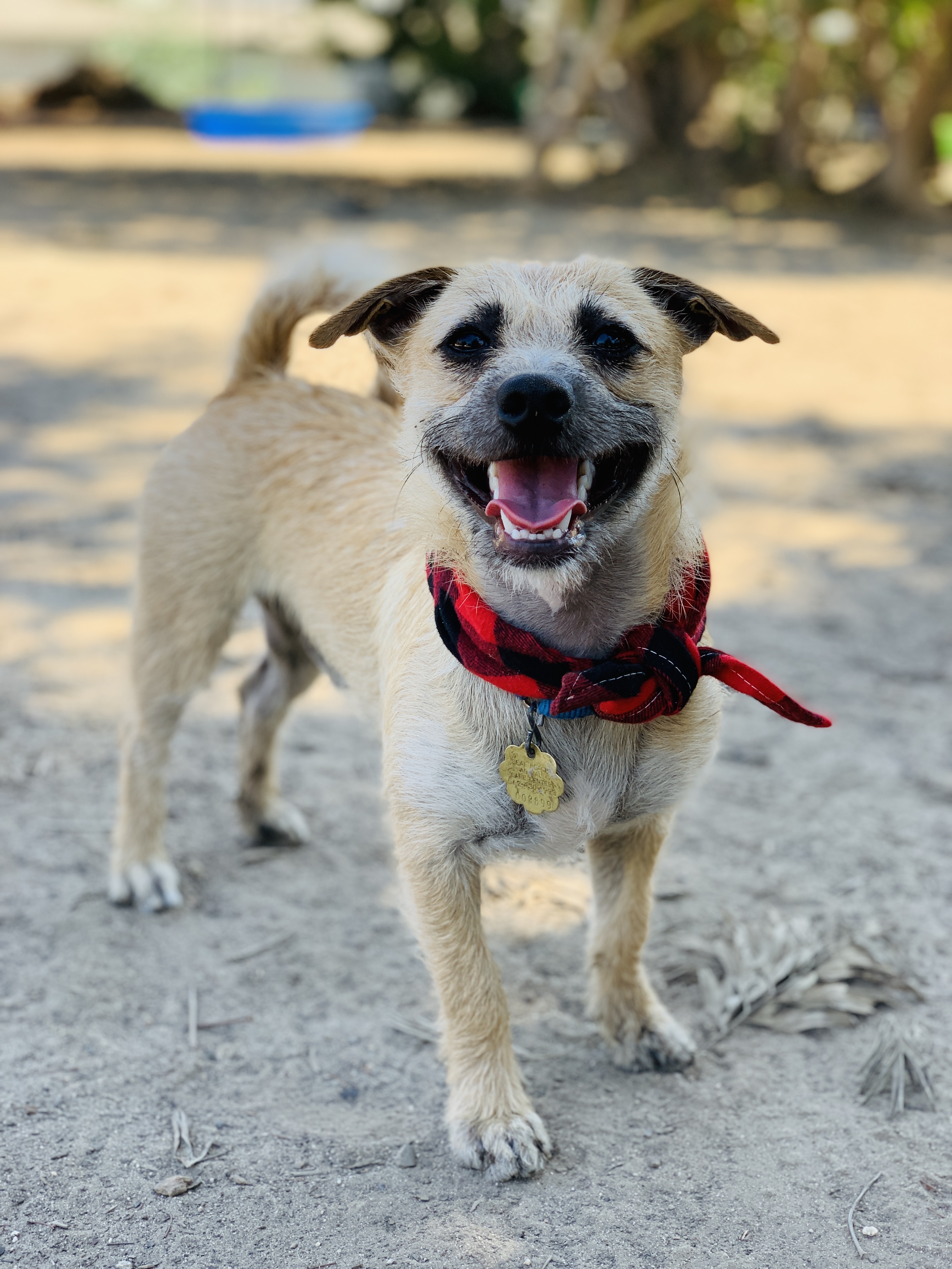 Rock Seal Beach Animal Care Center