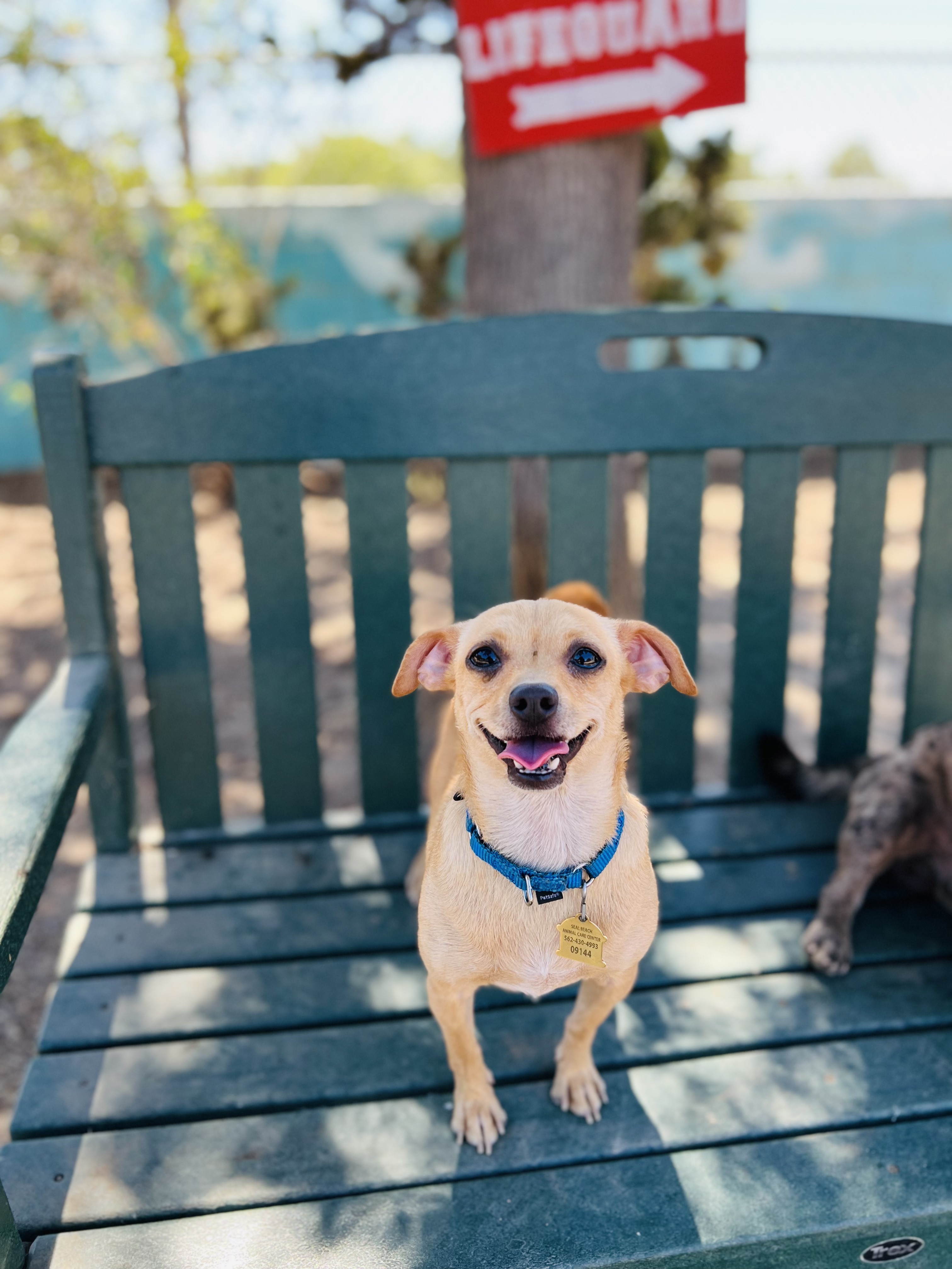 Little Boy Seal Beach Animal Care Center