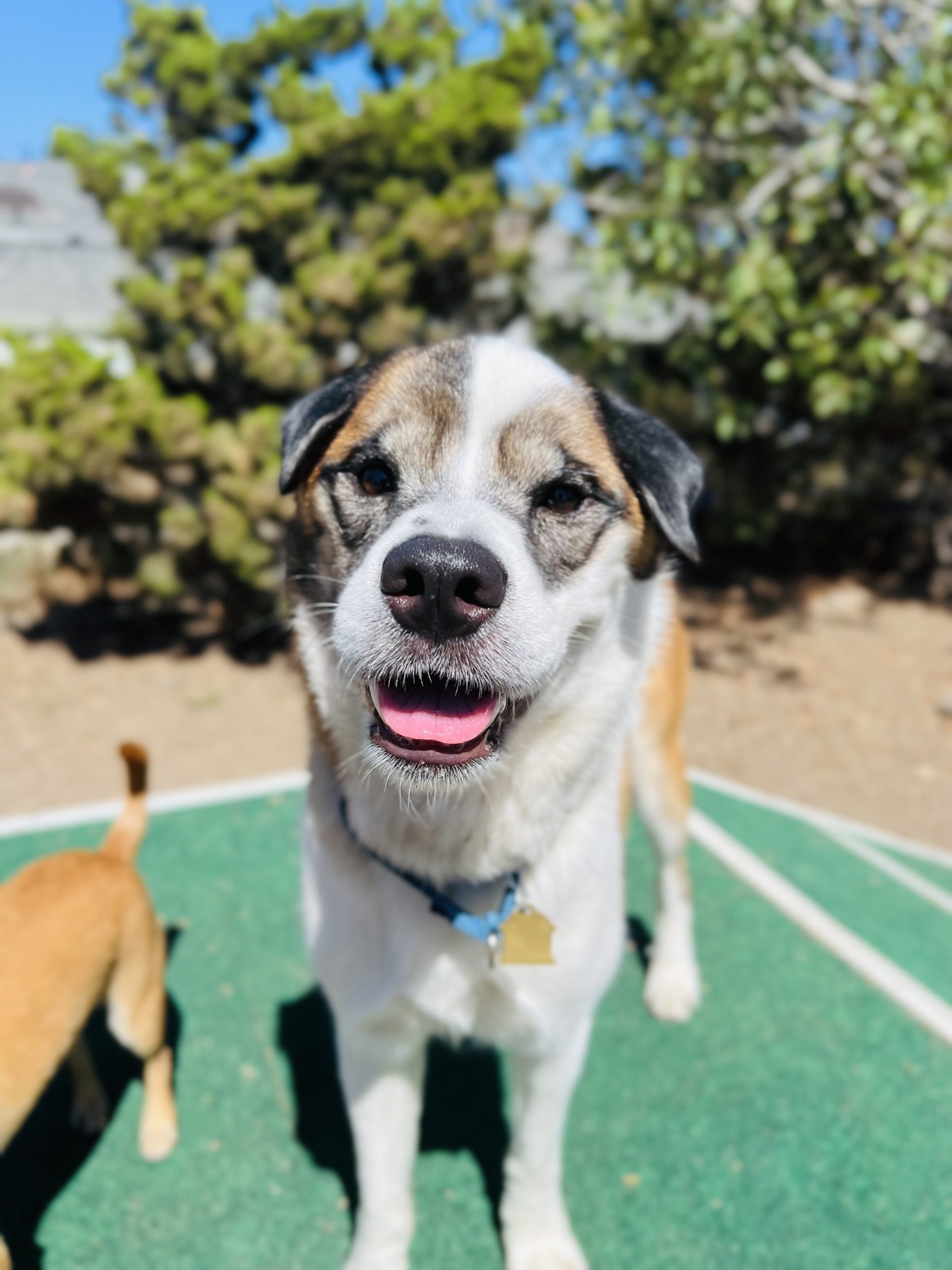 Home Page Seal Beach Animal Care Center