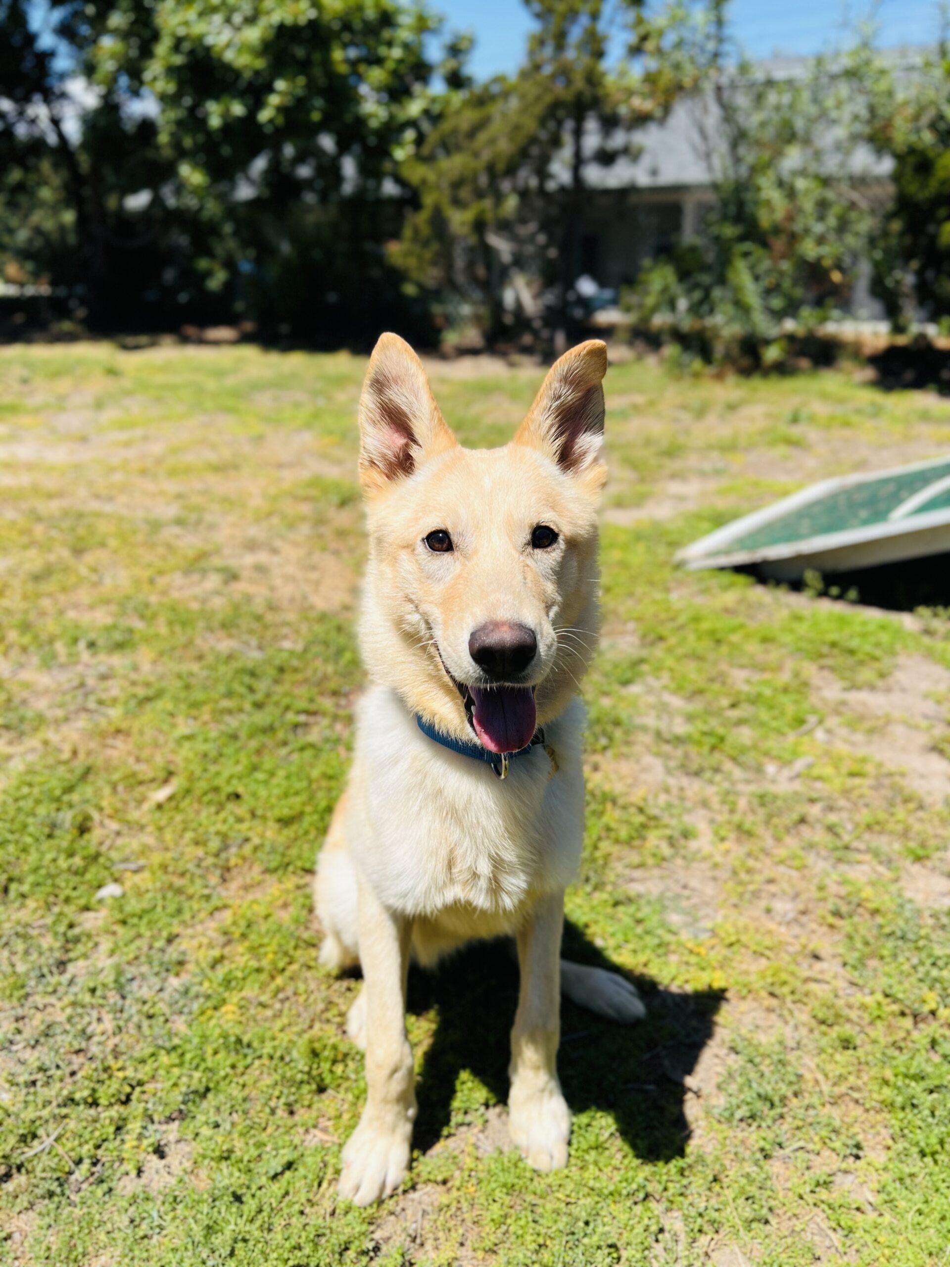 Whiskey Seal Beach Animal Care Center