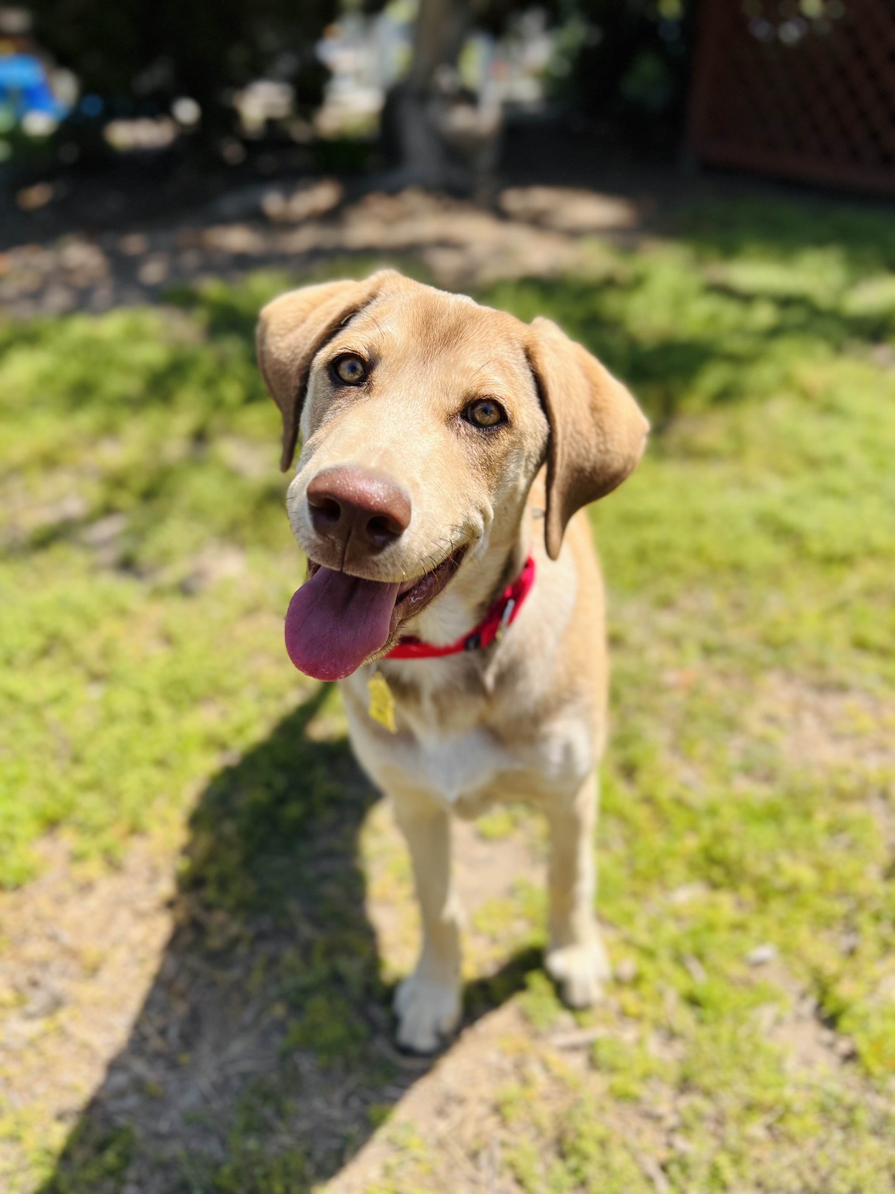 Honeydew Seal Beach Animal Care Center