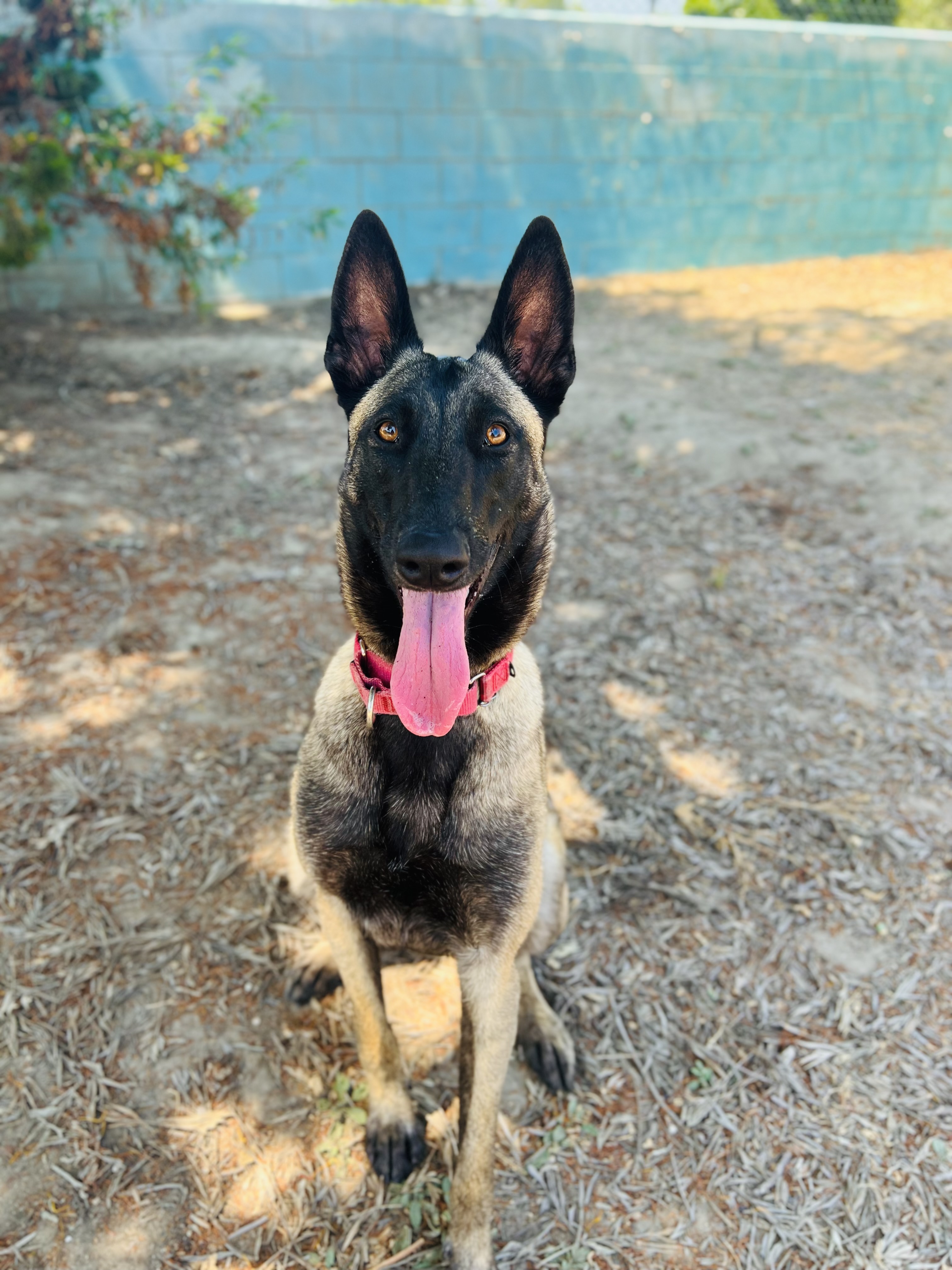 Nettie Seal Beach Animal Care Center