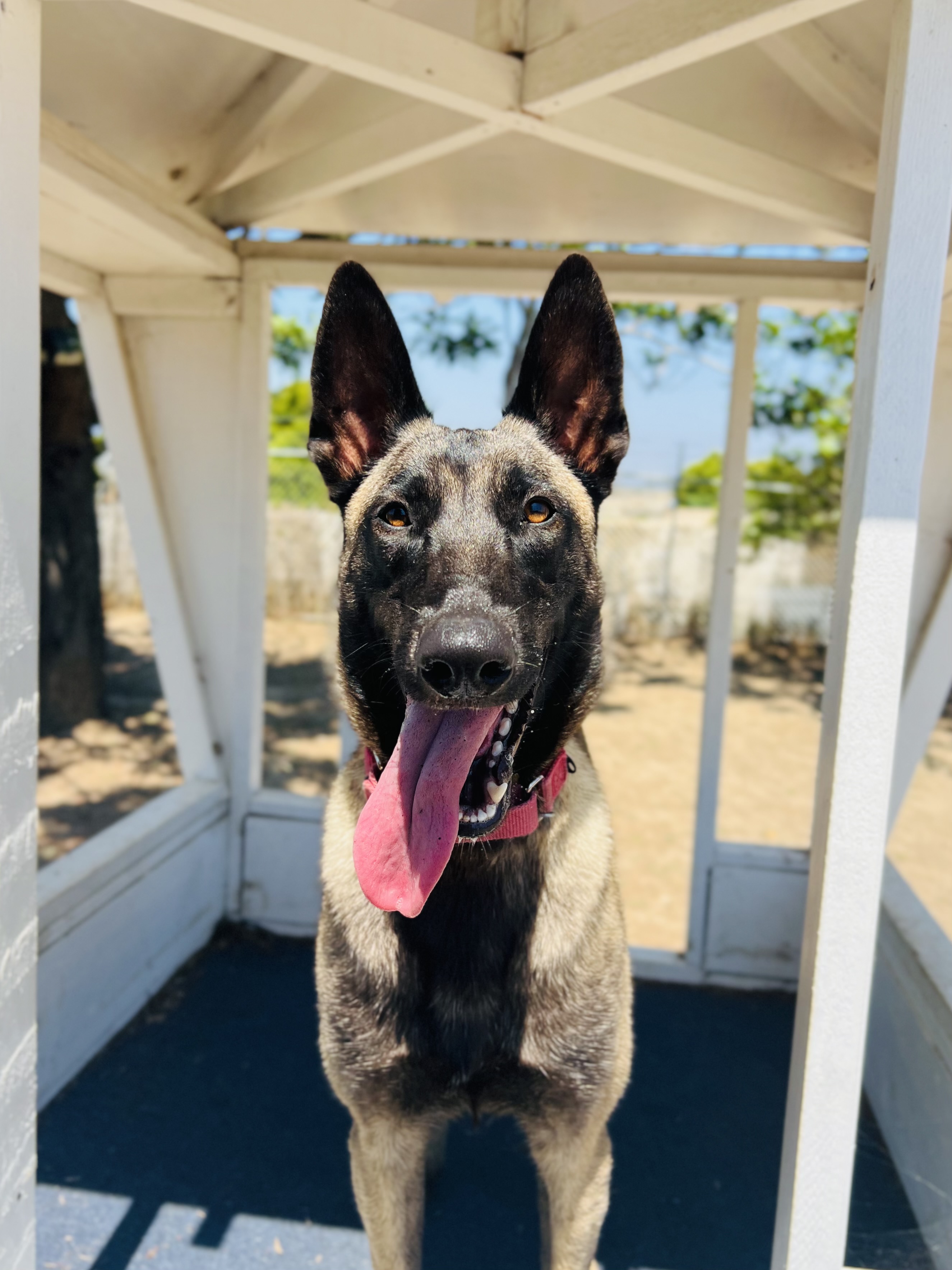 Nettie Seal Beach Animal Care Center