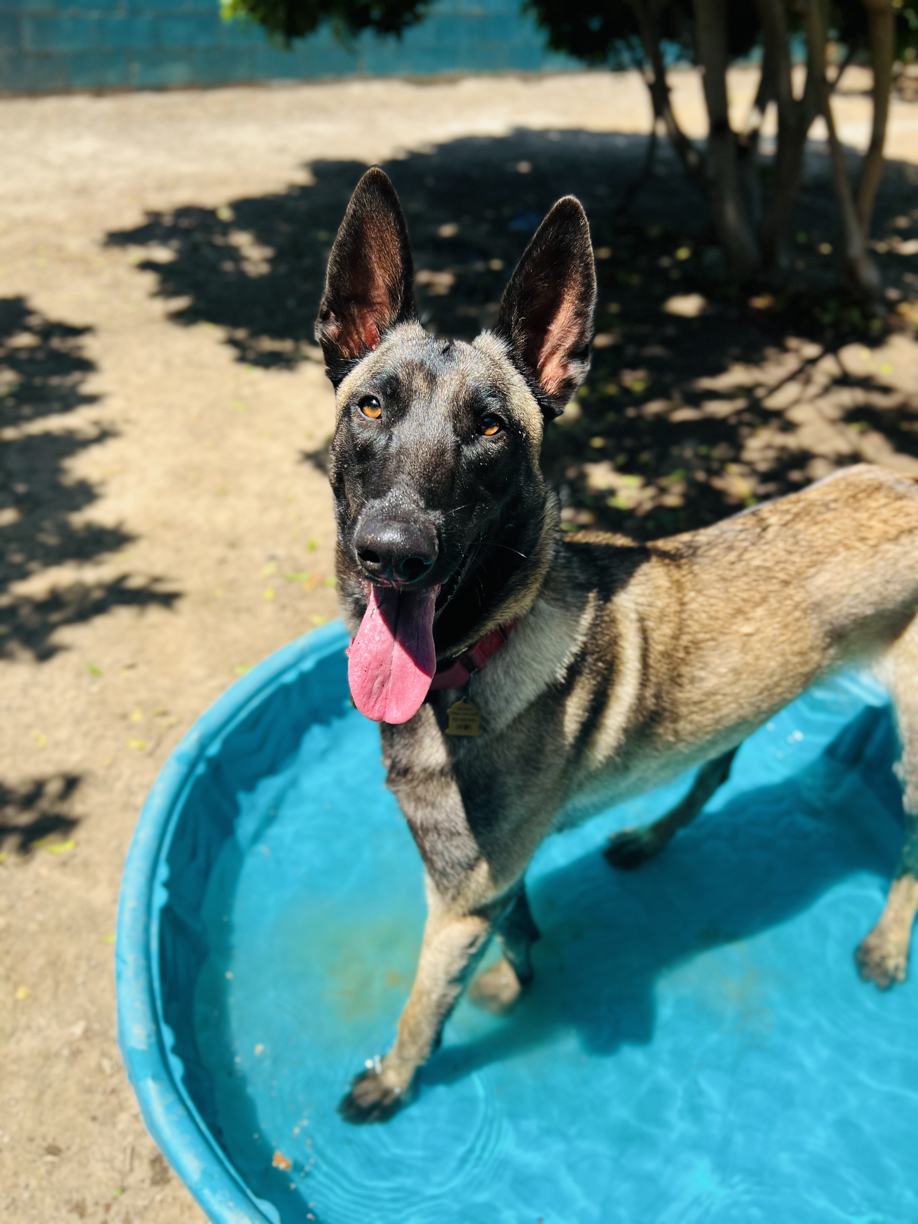 Nettie Seal Beach Animal Care Center