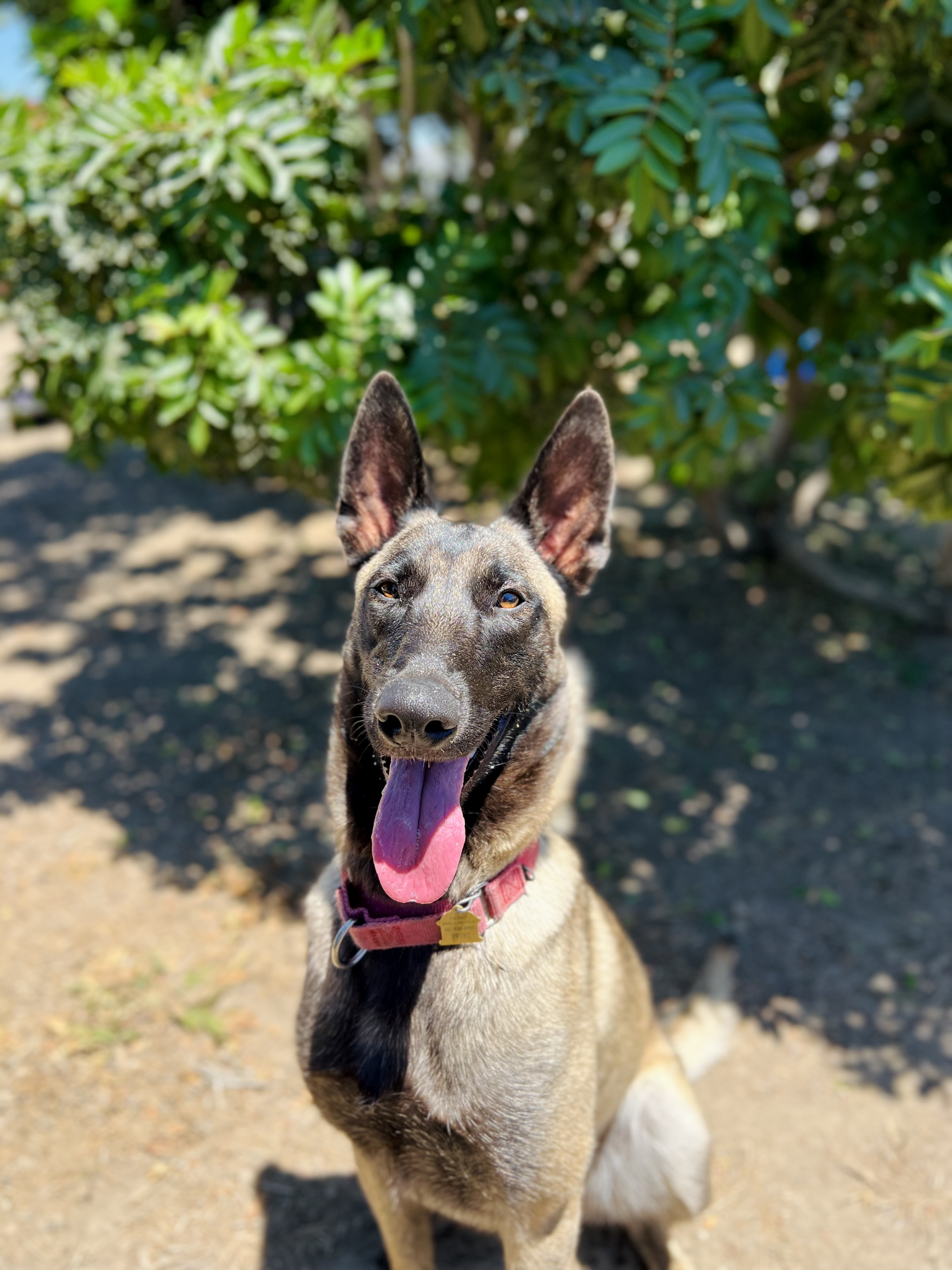 Nettie Seal Beach Animal Care Center