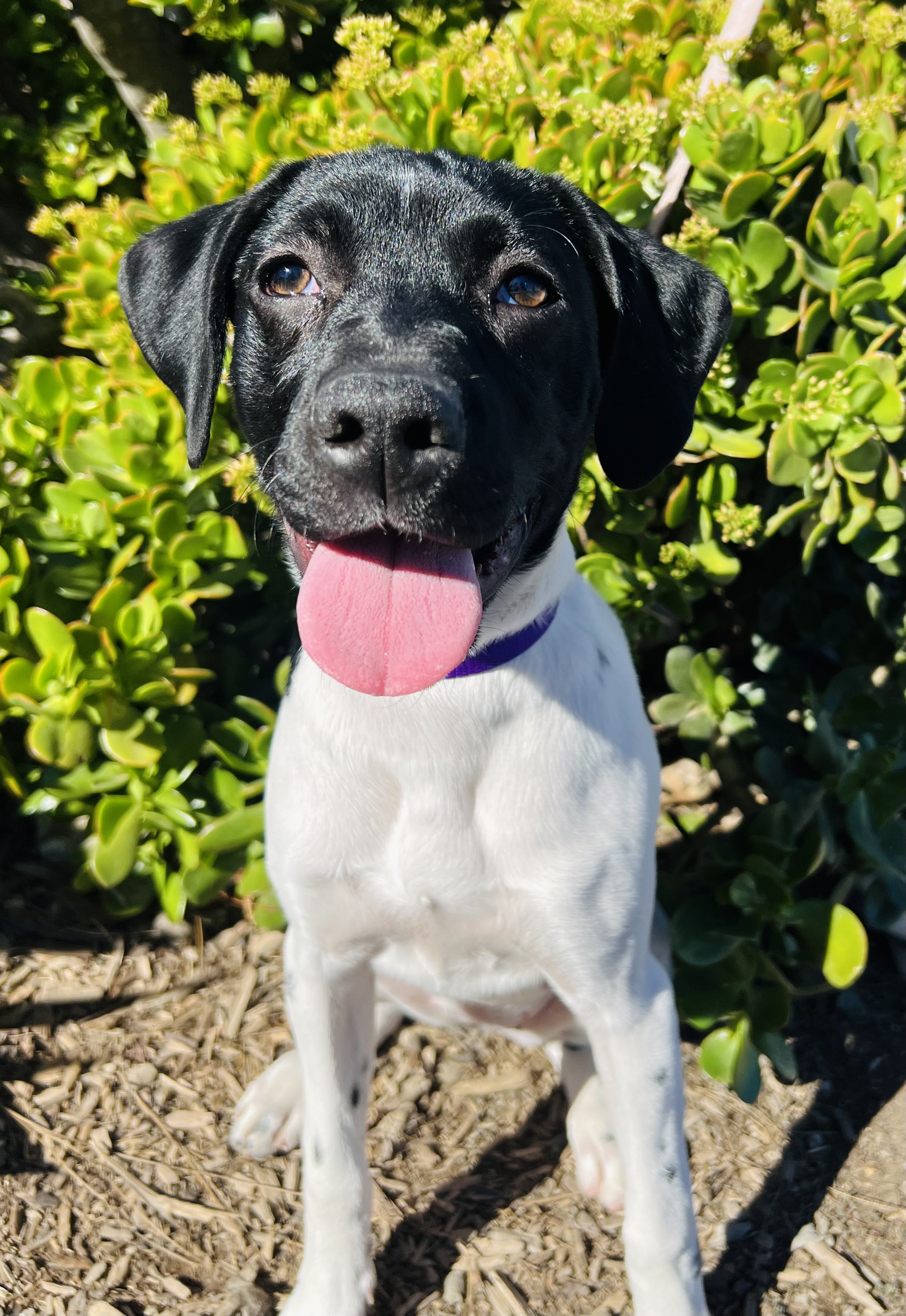 Josie Seal Beach Animal Care Center