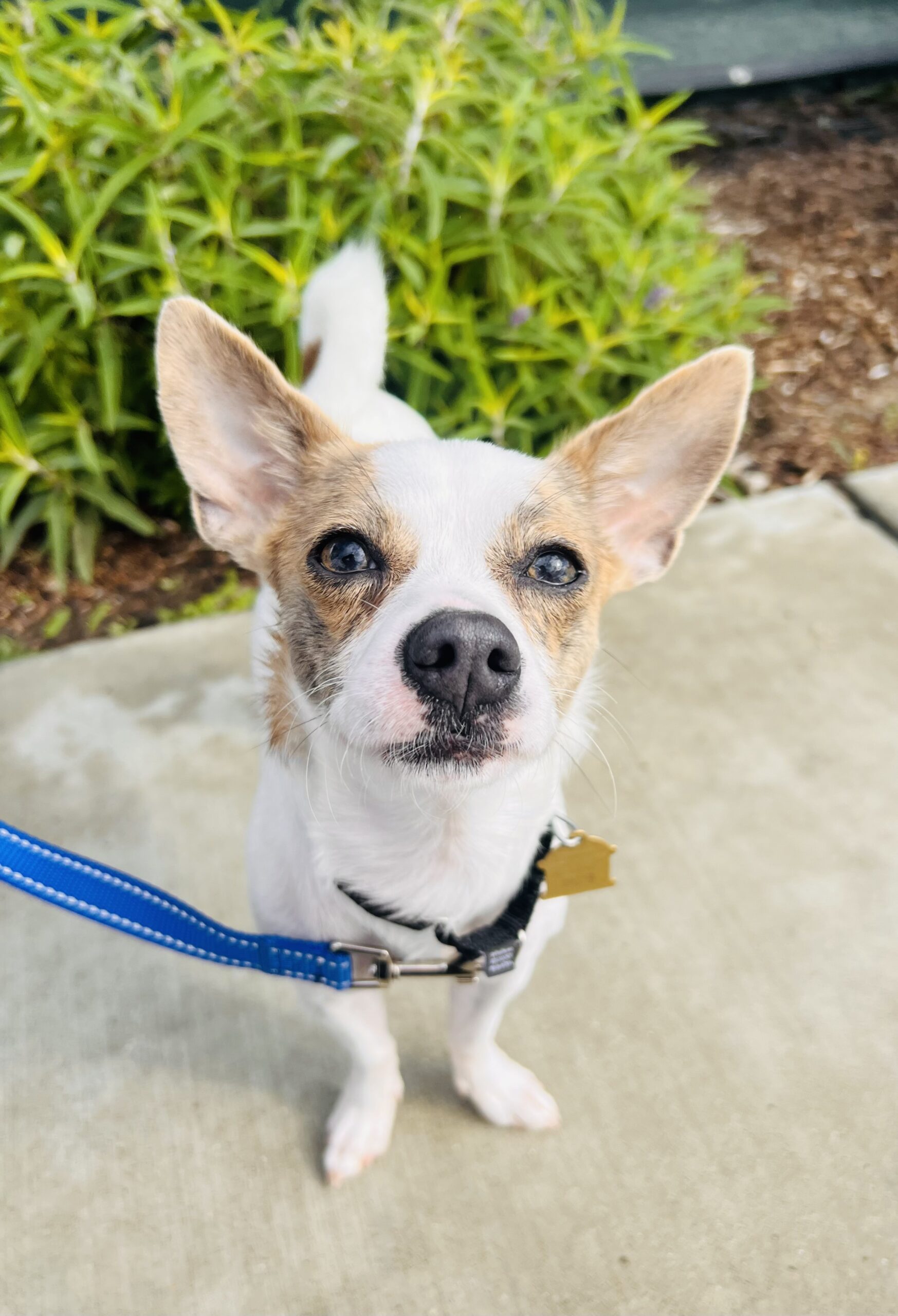 Stella Seal Beach Animal Care Center