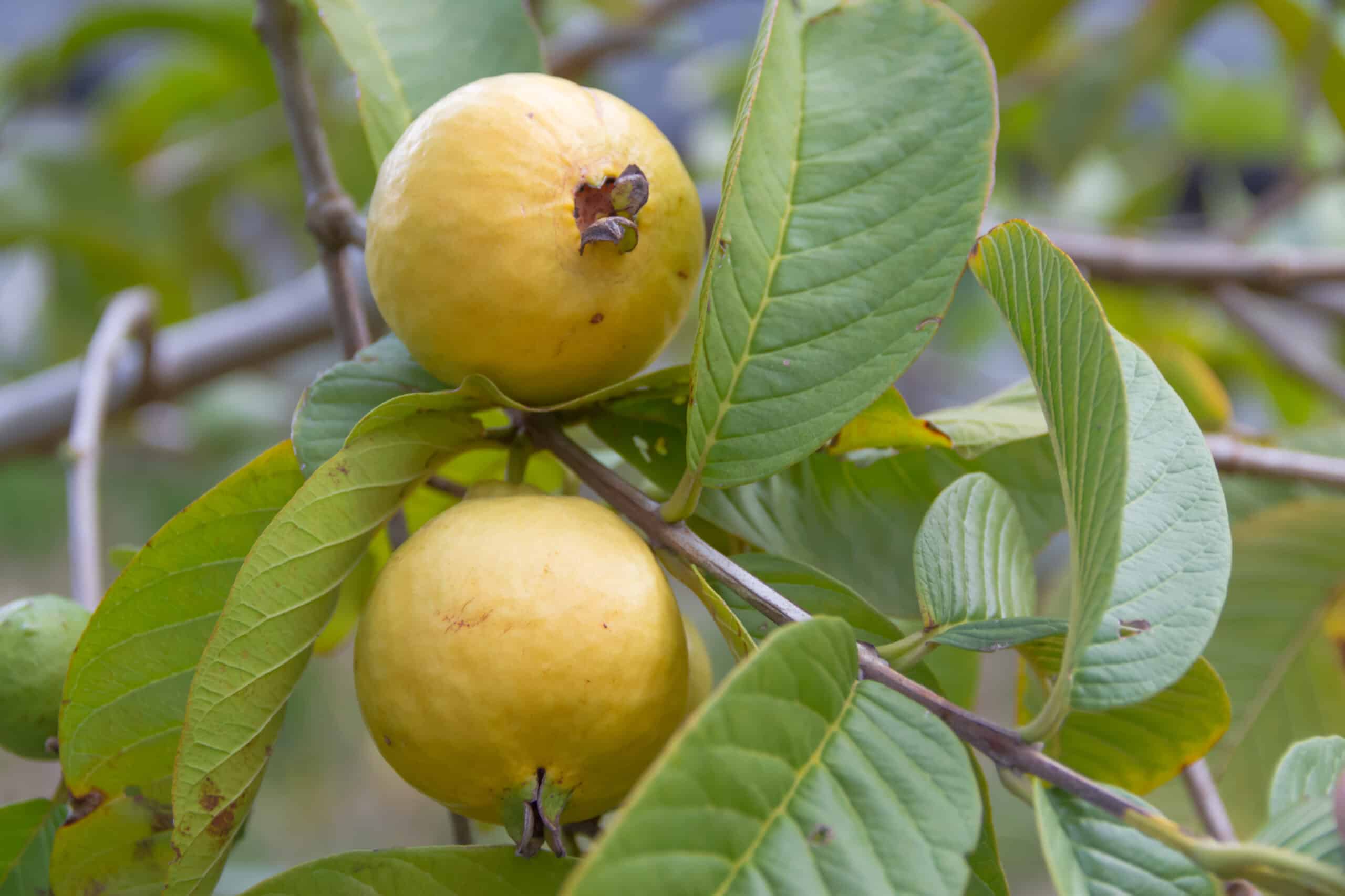 Ripe Mexican Guava homemade canning recipes
