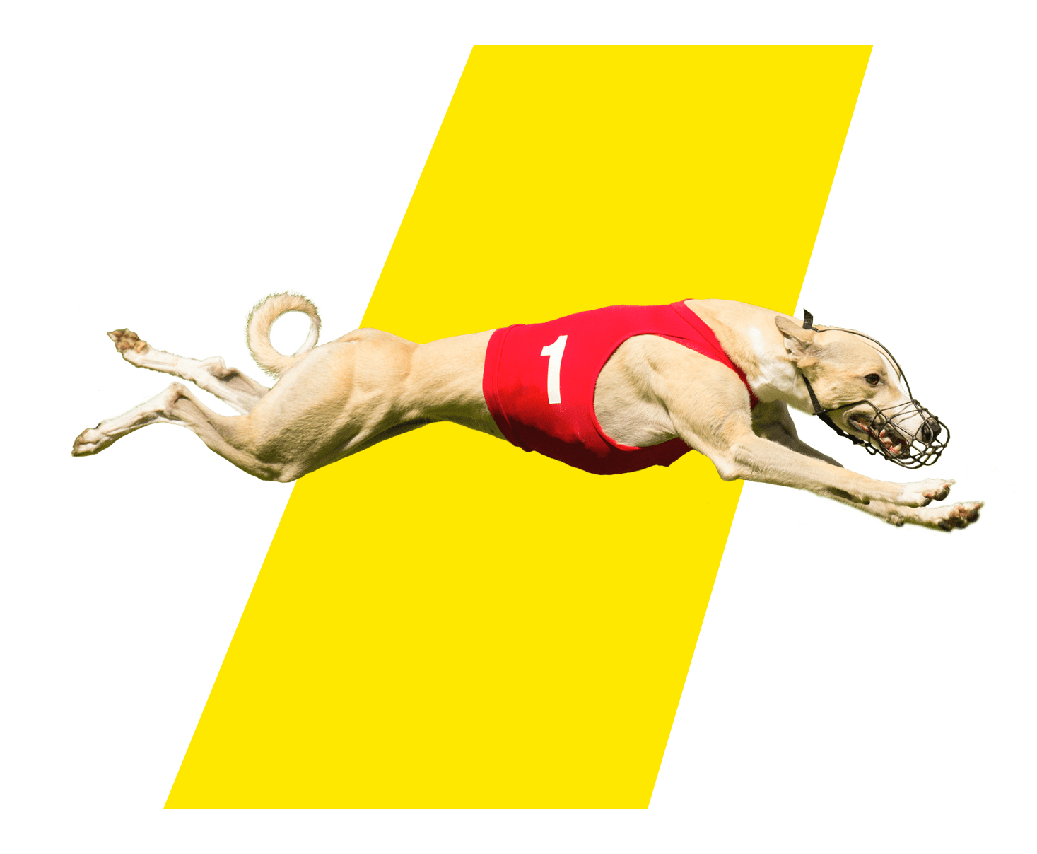 Best Betting Sites For Greyhounds at Mark Selph blog