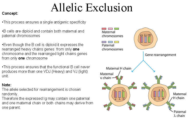 Introduction to Immunology