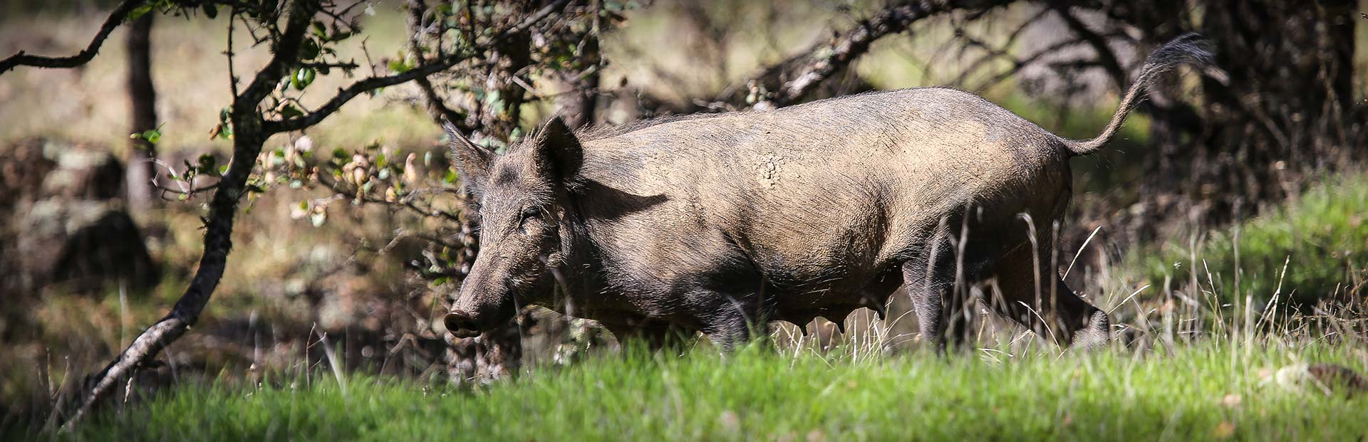 California Wild Hog Hunting with SC2 Outdoors