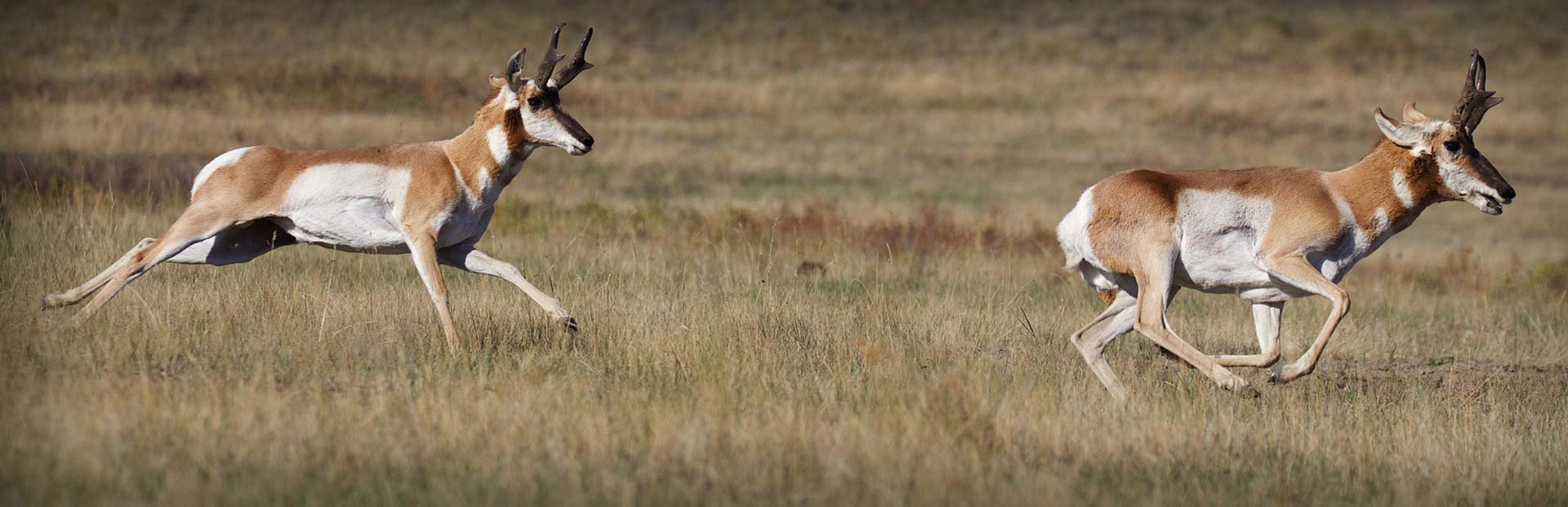 Private and Public Land California Pronghorn Hunting