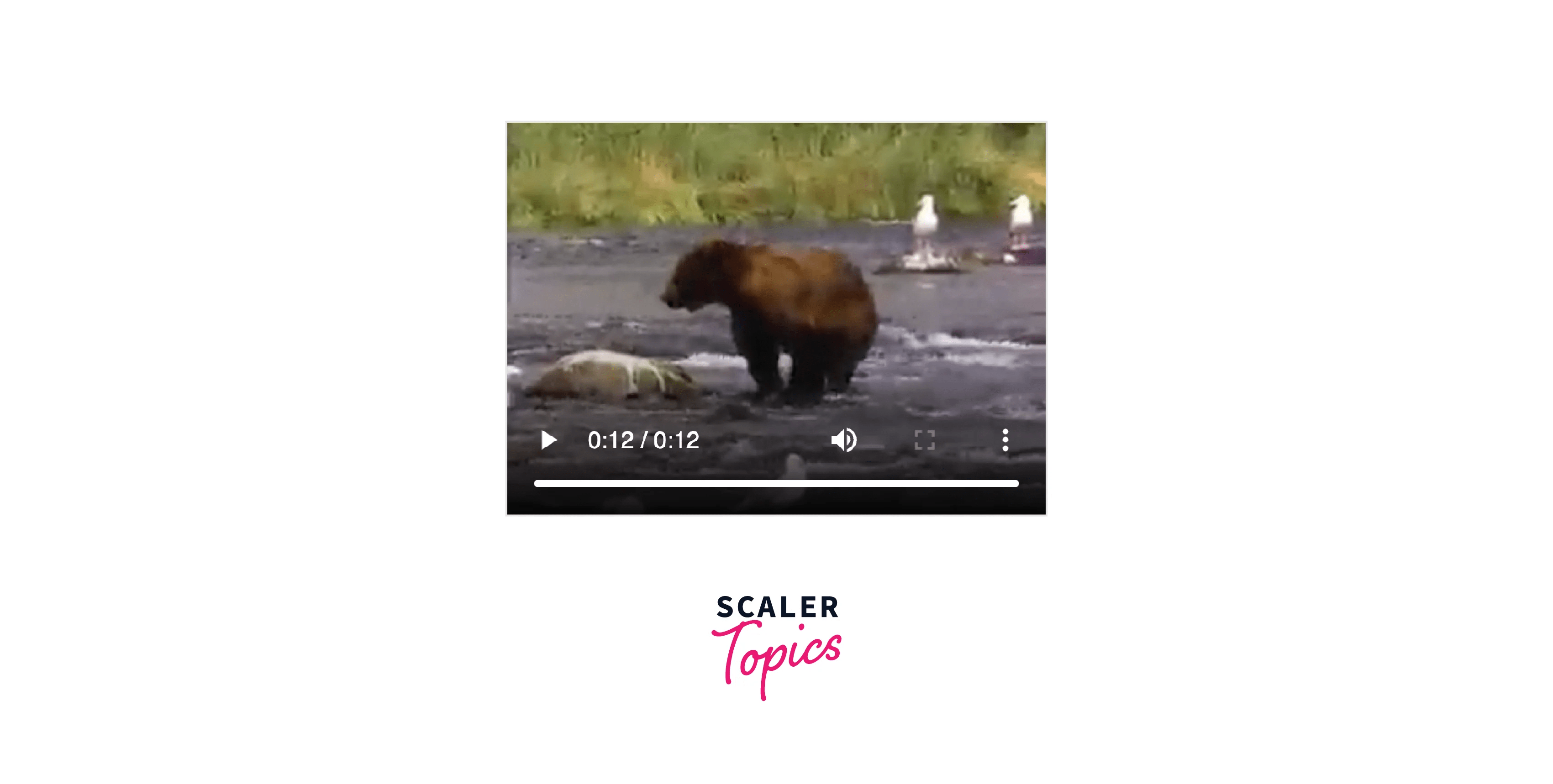 embed Tag in HTML Scaler Topics