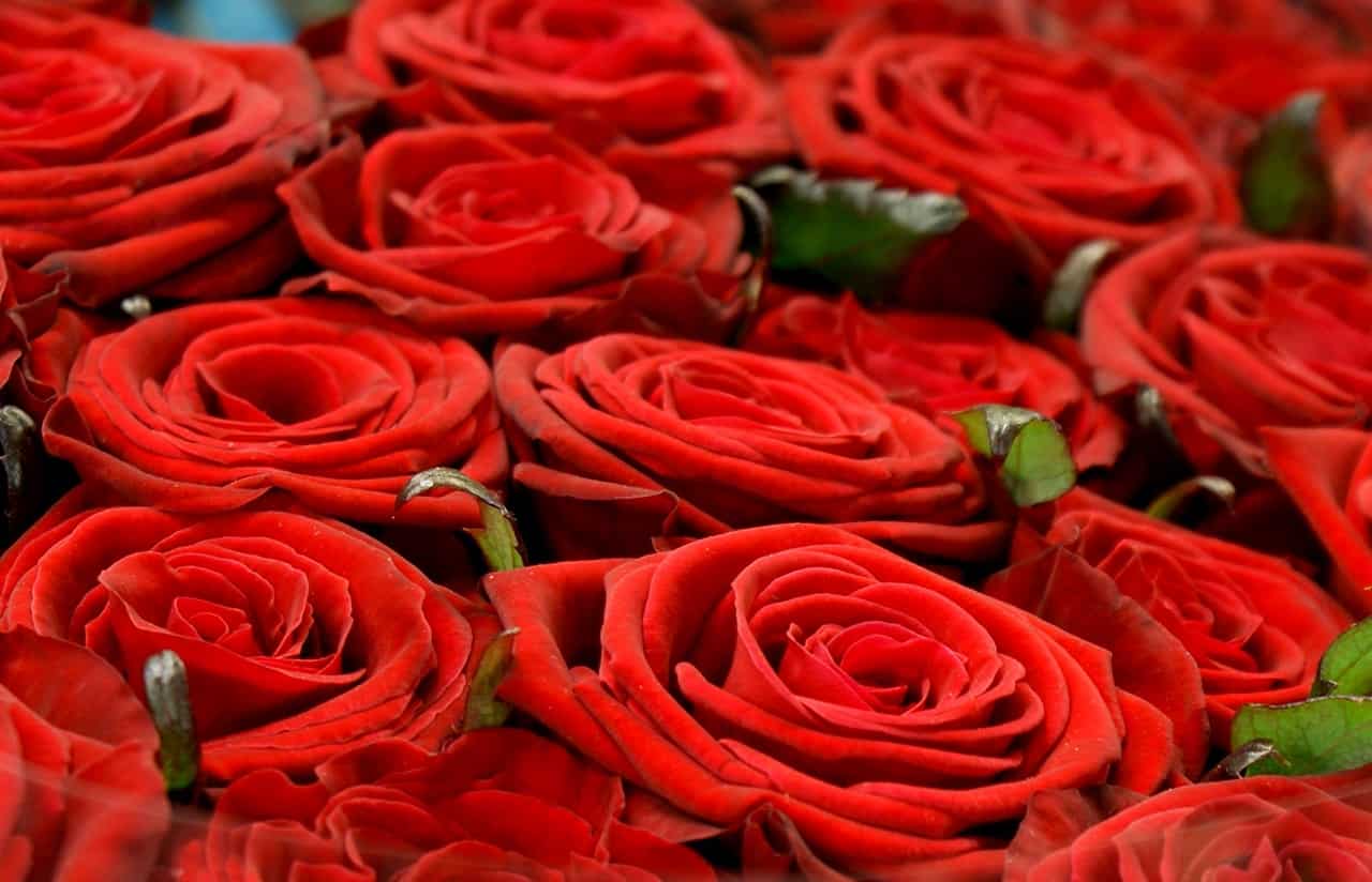 Order Flowers Online Scam (2024) Scam Detector