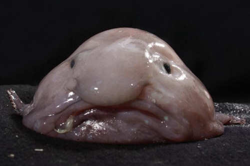 Scary Fish Scary For Kids