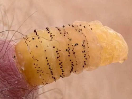 Scary Insects Scary Website