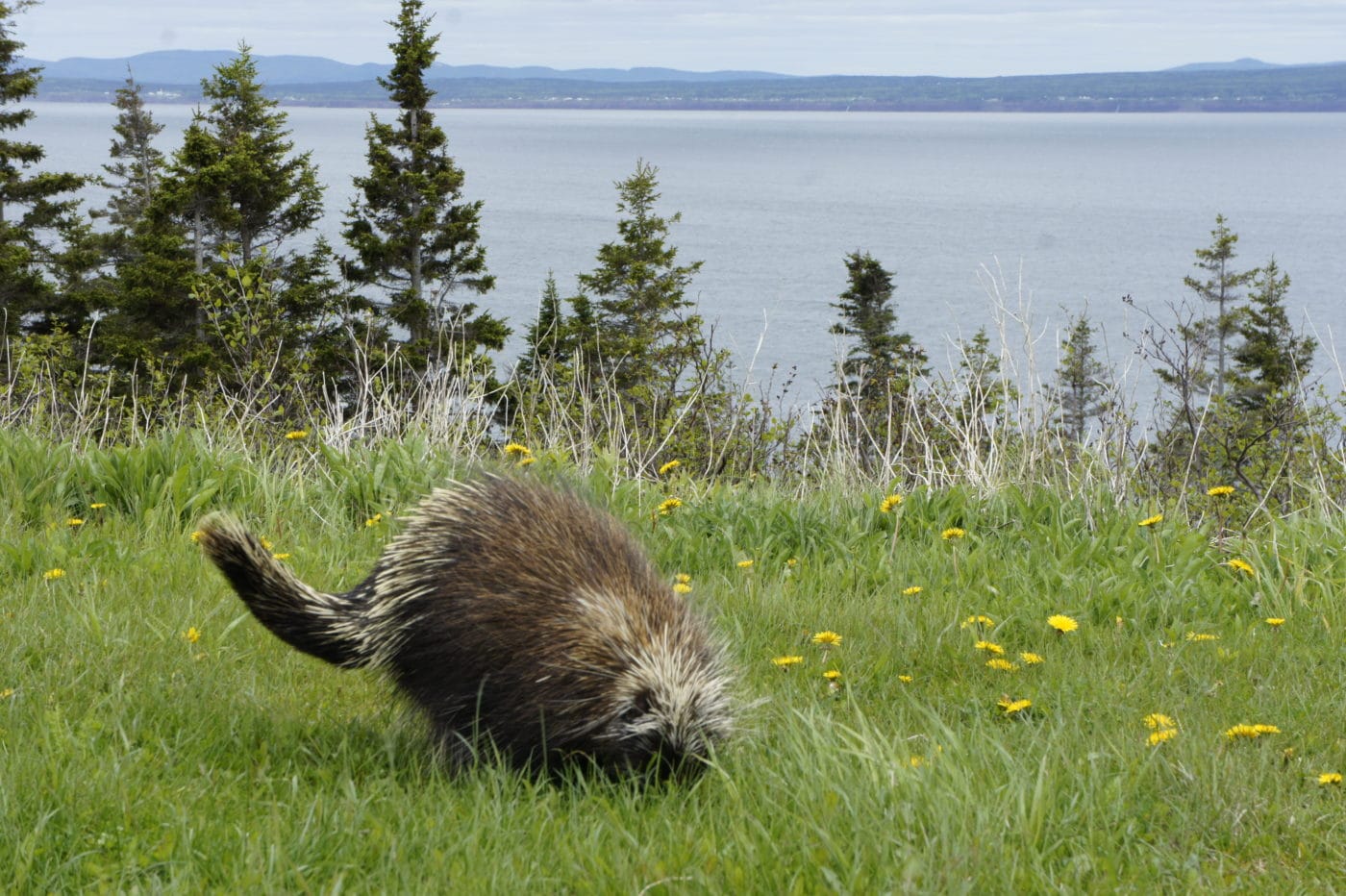 9 Wild Facts about Porcupines Scenic Hudson