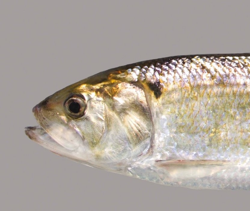 The Shad Are Running — But for How Much Longer? Scenic Hudson